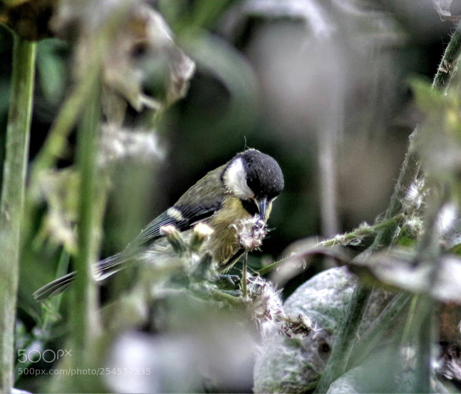 Canon EOS 700D (EOS Rebel T5i / EOS Kiss X7i) sample photo. Tiny bird photography