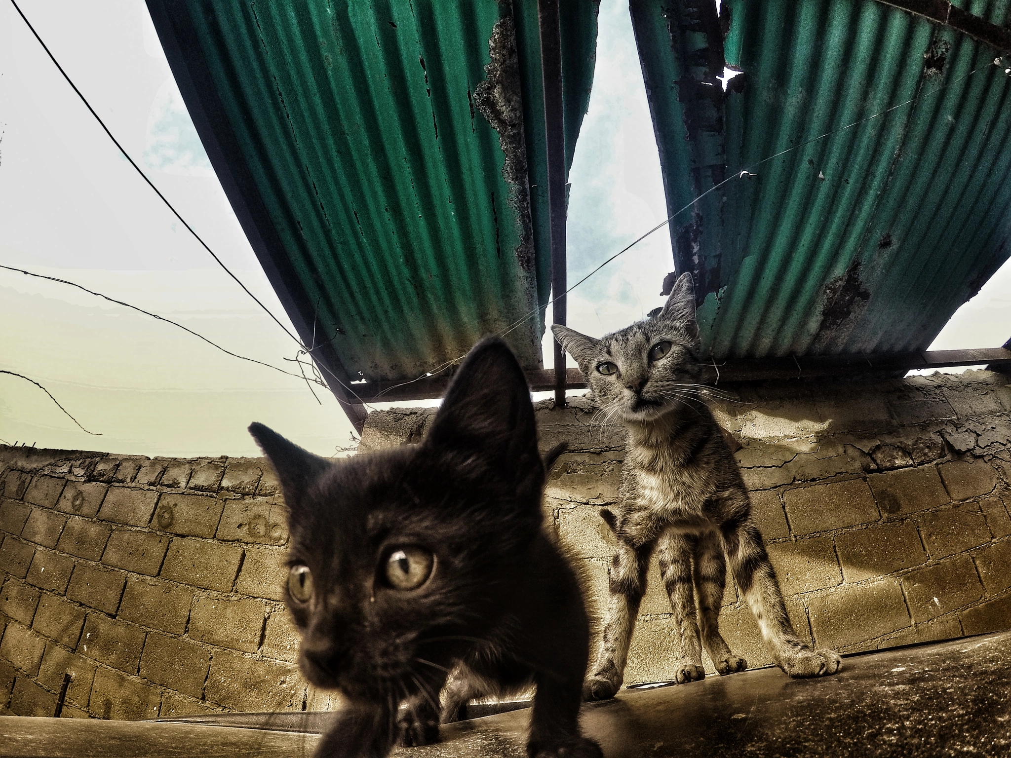 GoPro HERO4 Silver sample photo. Cats photography