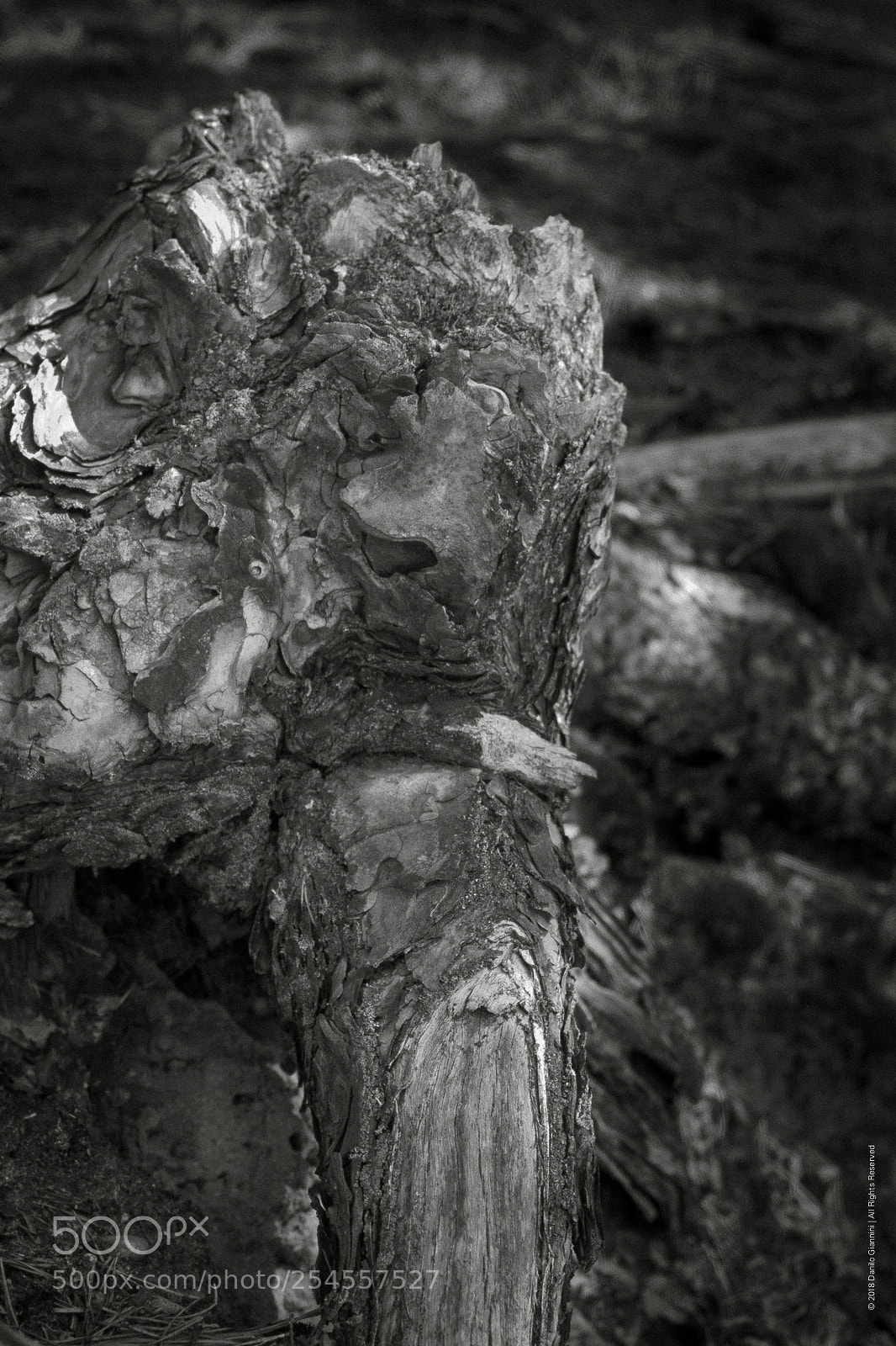 Fujifilm X-Pro1 sample photo. Roots photography