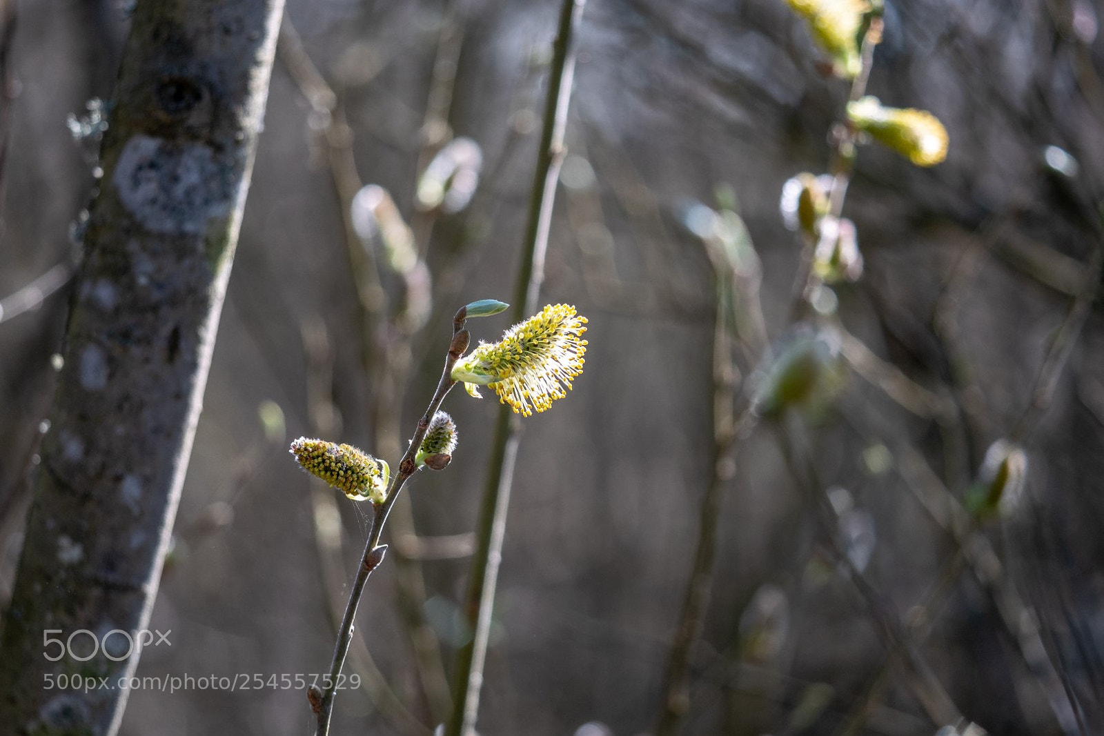 Panasonic Lumix DMC-GX85 (Lumix DMC-GX80 / Lumix DMC-GX7 Mark II) sample photo. Spring! photography