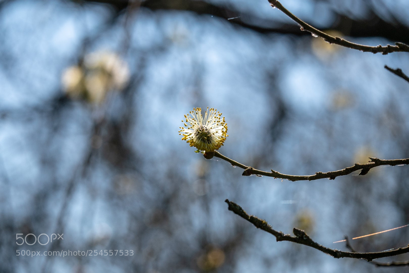 Panasonic Lumix DMC-GX85 (Lumix DMC-GX80 / Lumix DMC-GX7 Mark II) sample photo. Spring! photography
