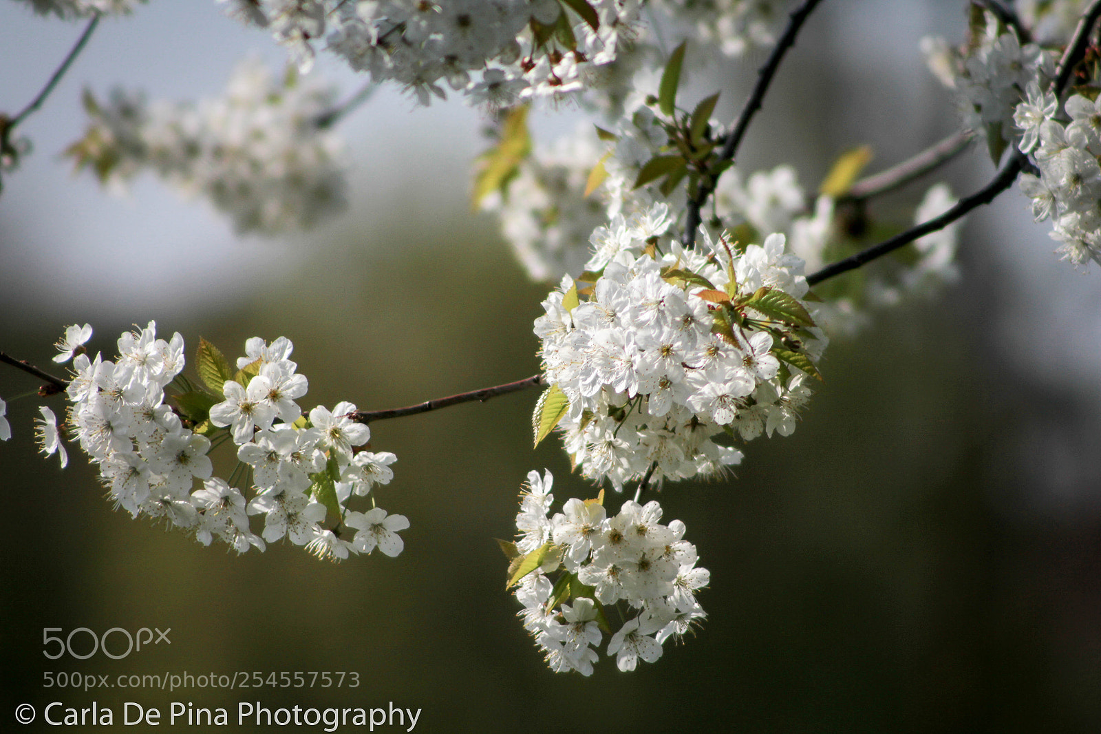 Canon EOS 700D (EOS Rebel T5i / EOS Kiss X7i) sample photo. Spring flowers photography