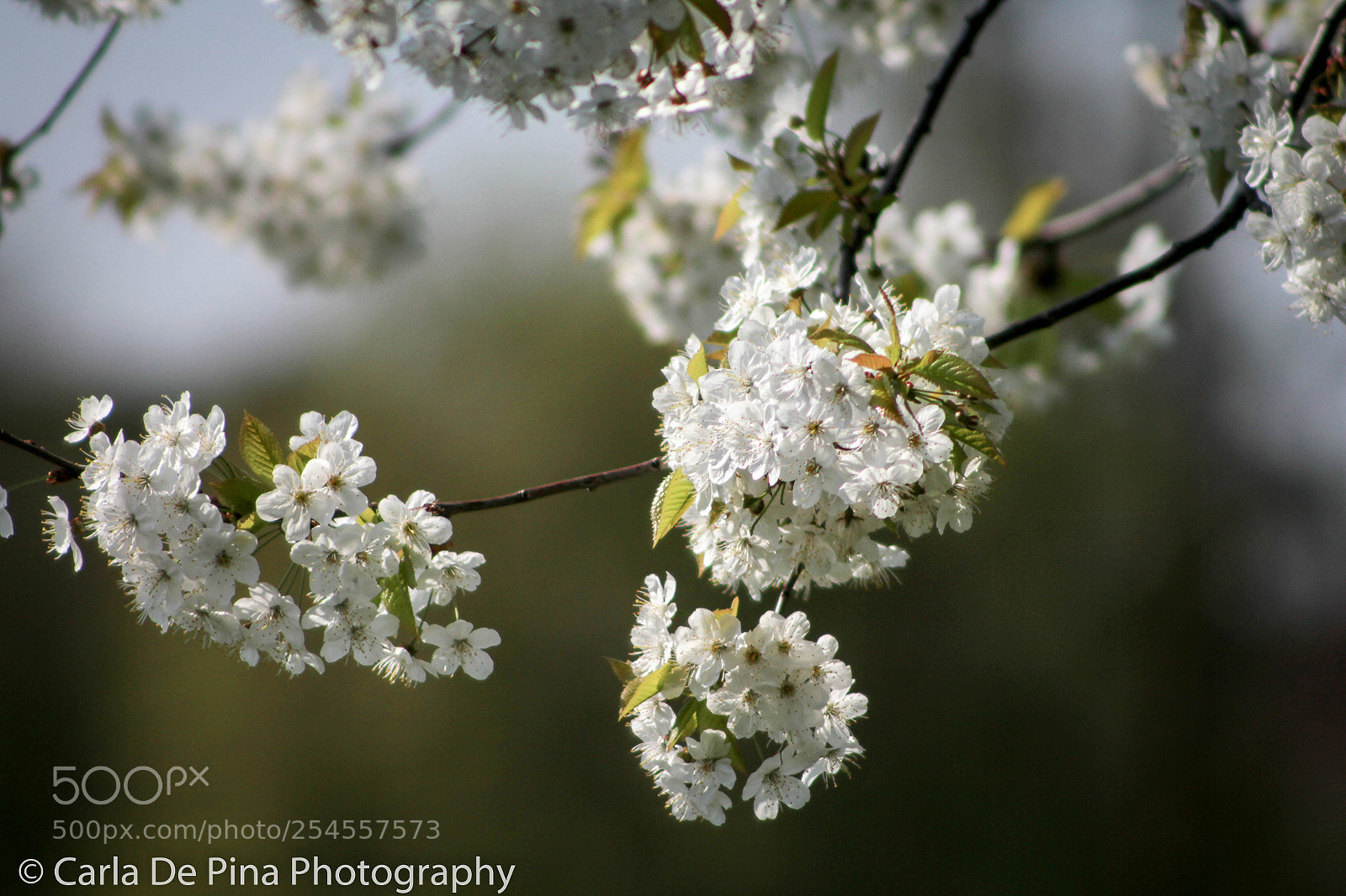 Canon EOS 700D (EOS Rebel T5i / EOS Kiss X7i) sample photo. Spring flowers photography