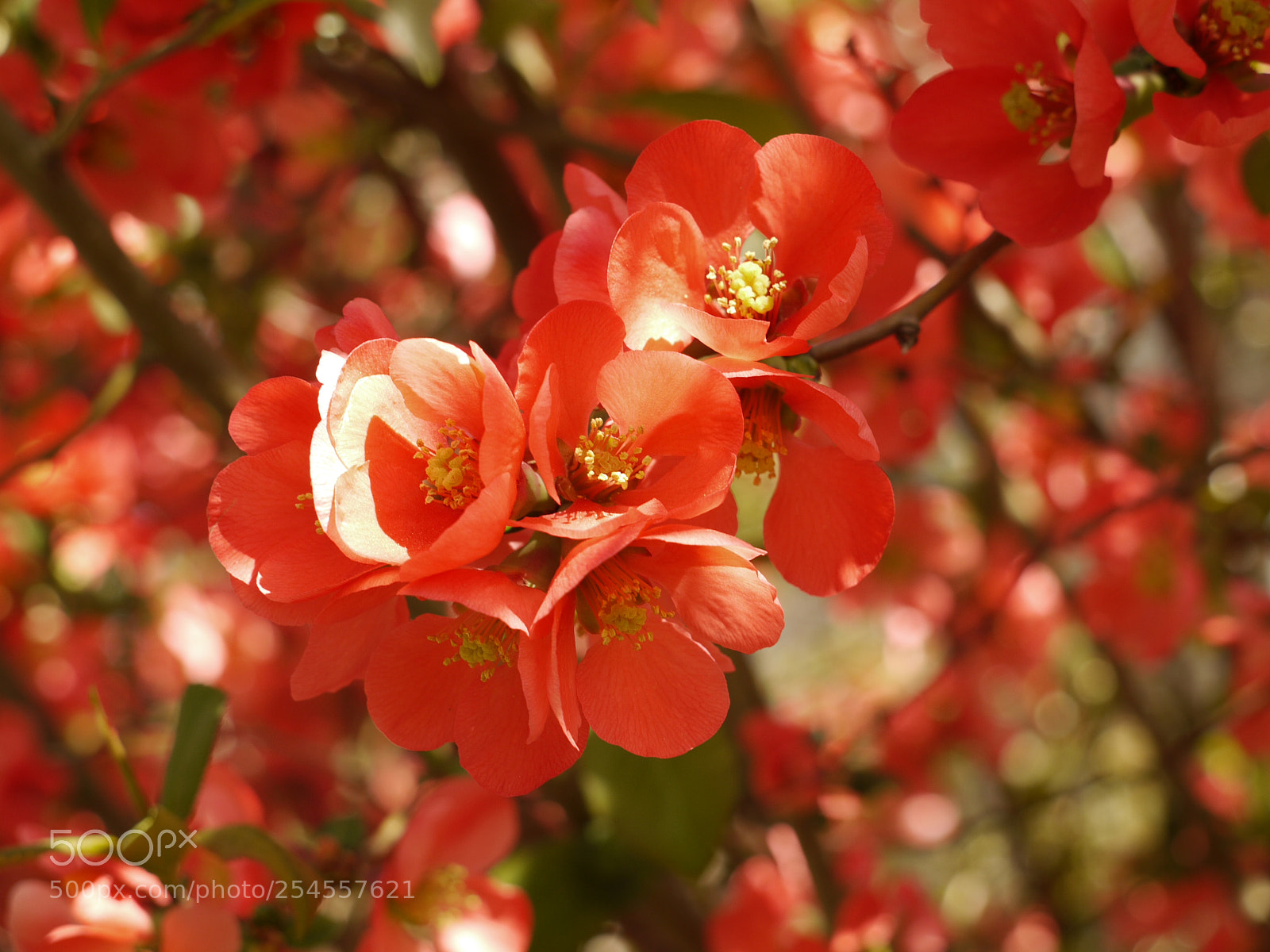 Panasonic Lumix DMC-G1 sample photo. Chaenomeles japonicа photography