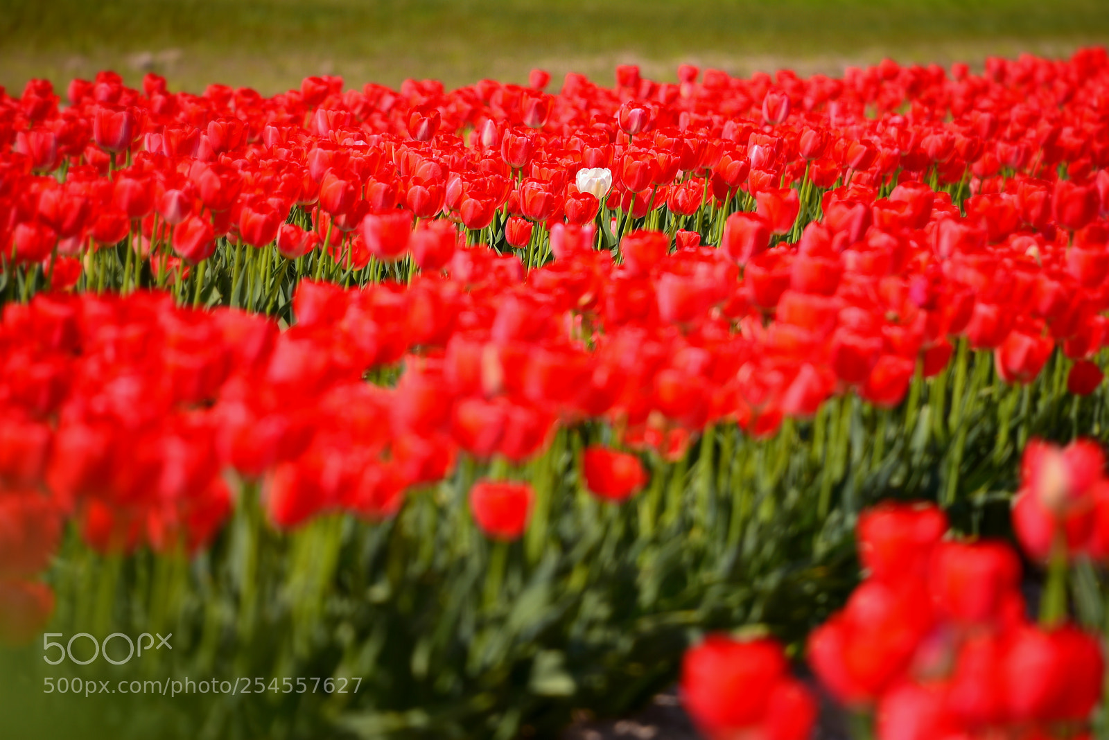 Nikon D610 sample photo. Only one photography