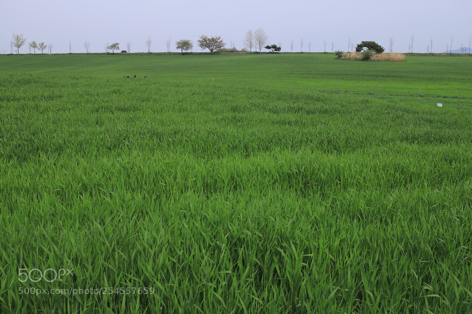 Canon EOS 6D Mark II sample photo. Green photography