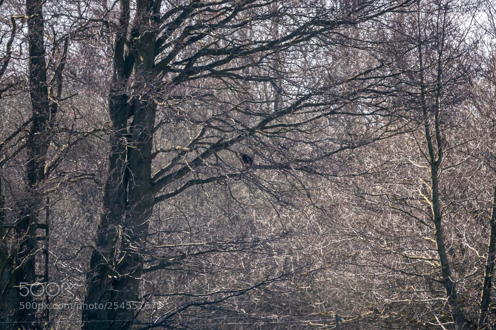 Panasonic Lumix DMC-GX85 (Lumix DMC-GX80 / Lumix DMC-GX7 Mark II) sample photo. Spring forest photography
