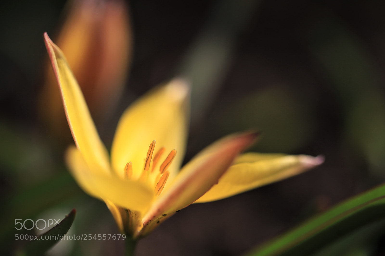 Canon EOS 6D Mark II sample photo. Yellow glow photography