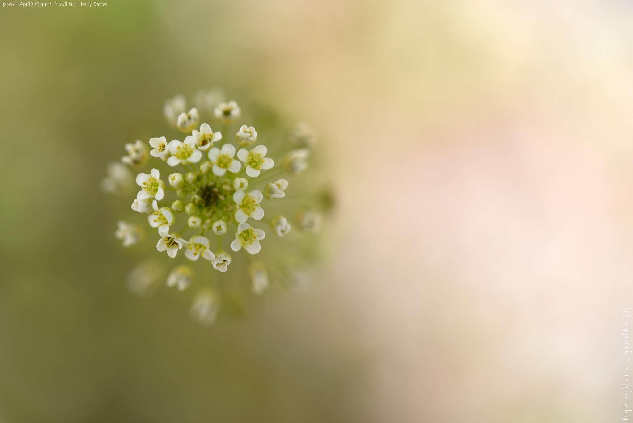 Nikon AF-S Micro-Nikkor 60mm F2.8G ED sample photo. April's charms * photography