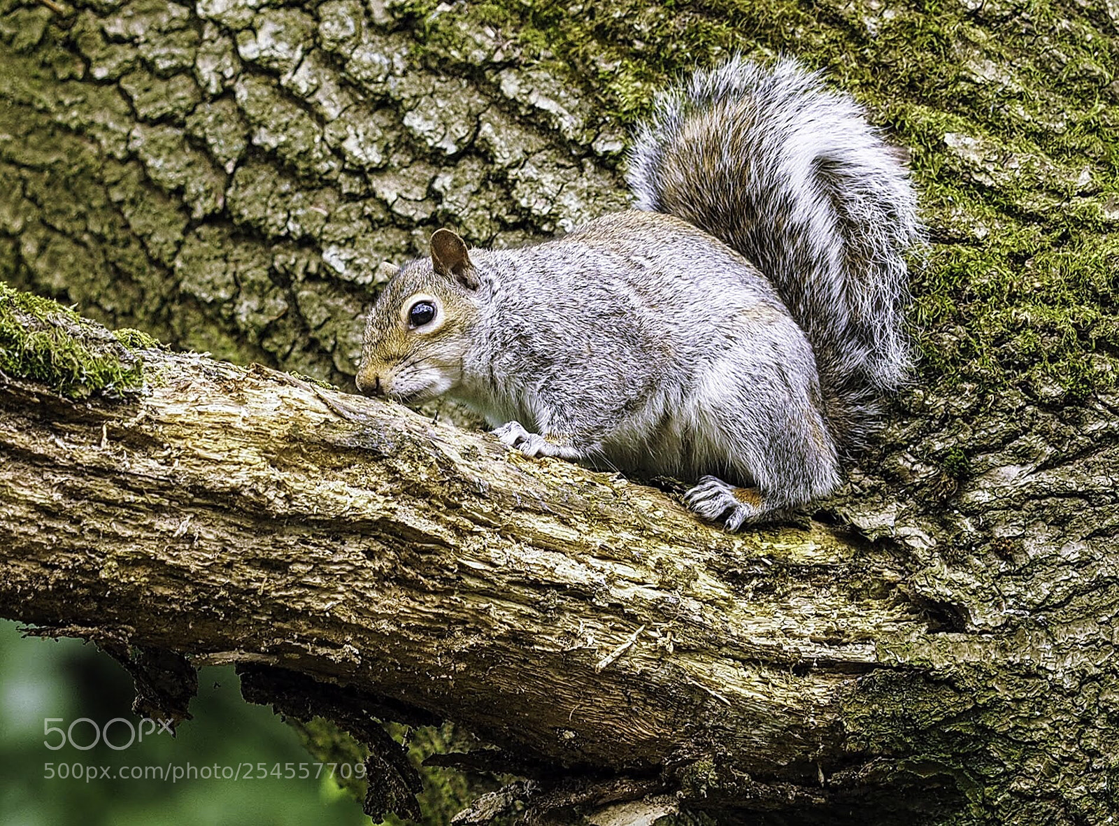 Olympus OM-D E-M5 II sample photo. Grey squirrel photography