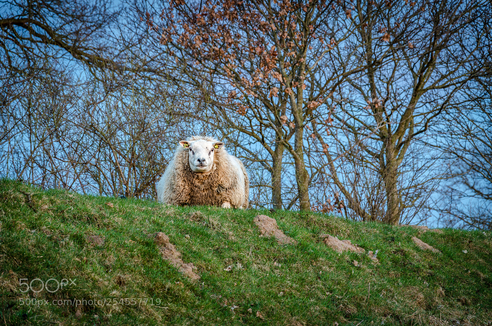 Nikon D7000 sample photo. Lonely sheep photography