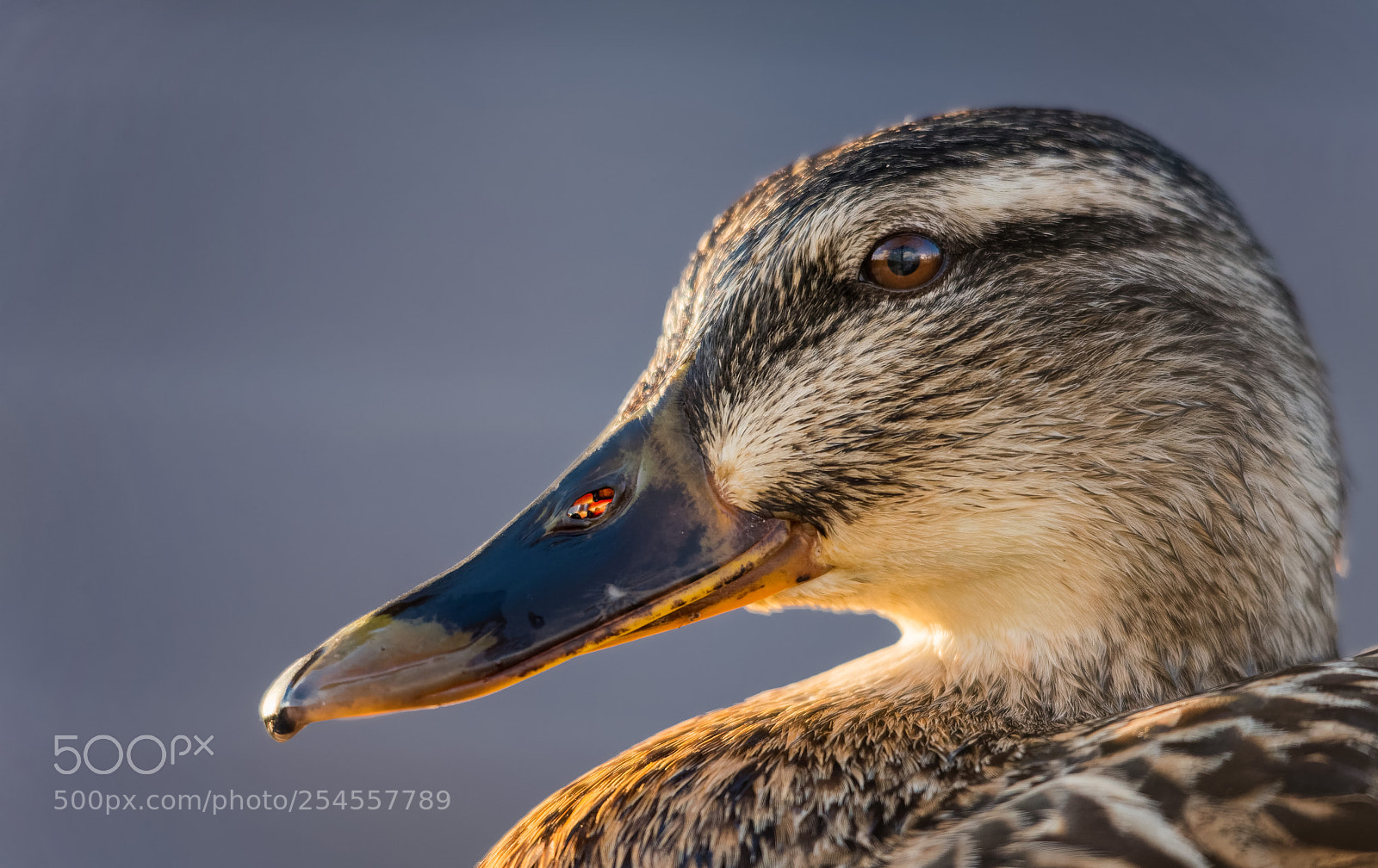 Nikon D800 sample photo. Portrait of a mallard photography