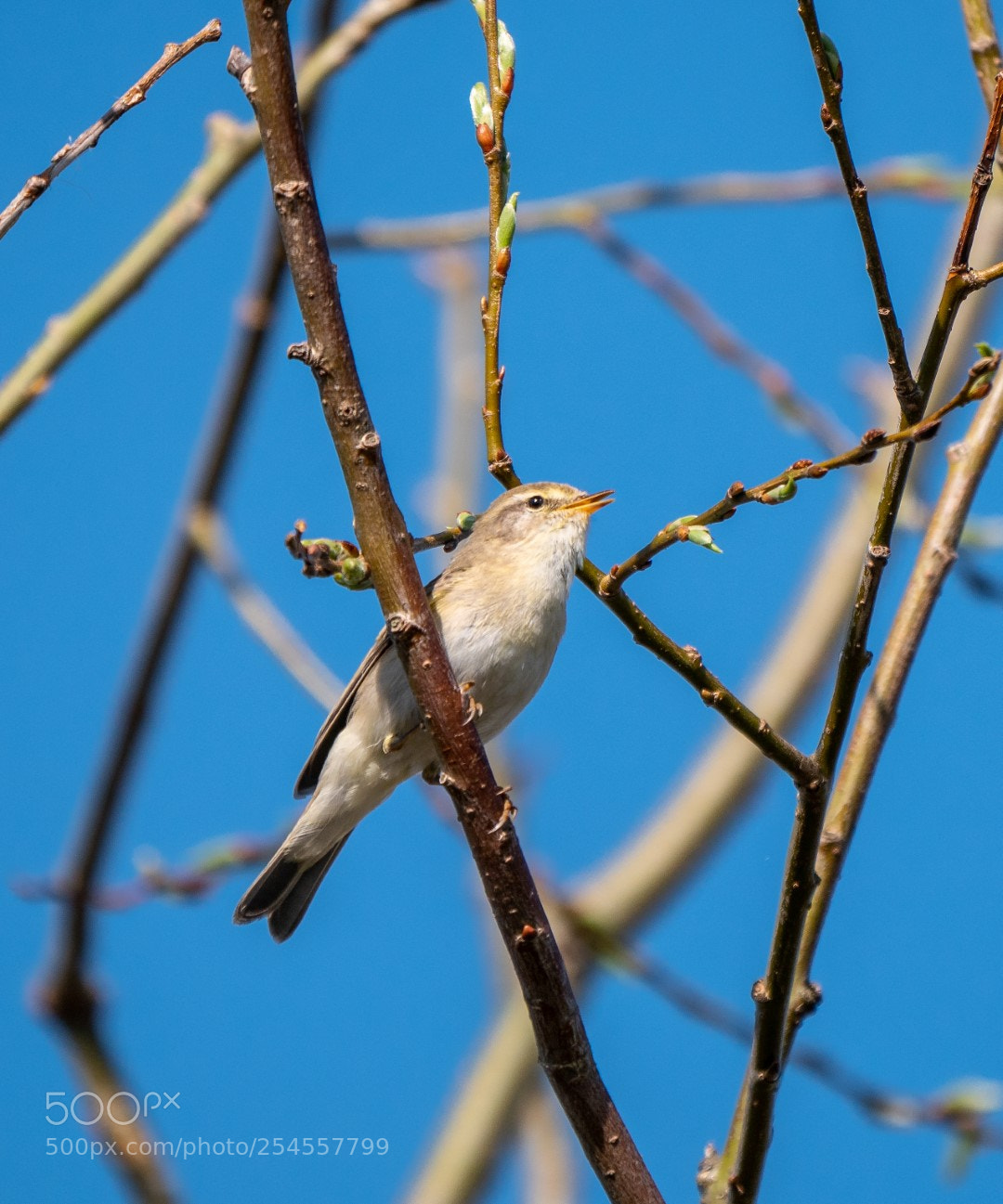 Panasonic Lumix DMC-GX85 (Lumix DMC-GX80 / Lumix DMC-GX7 Mark II) sample photo. Phylloscopus trochilus photography