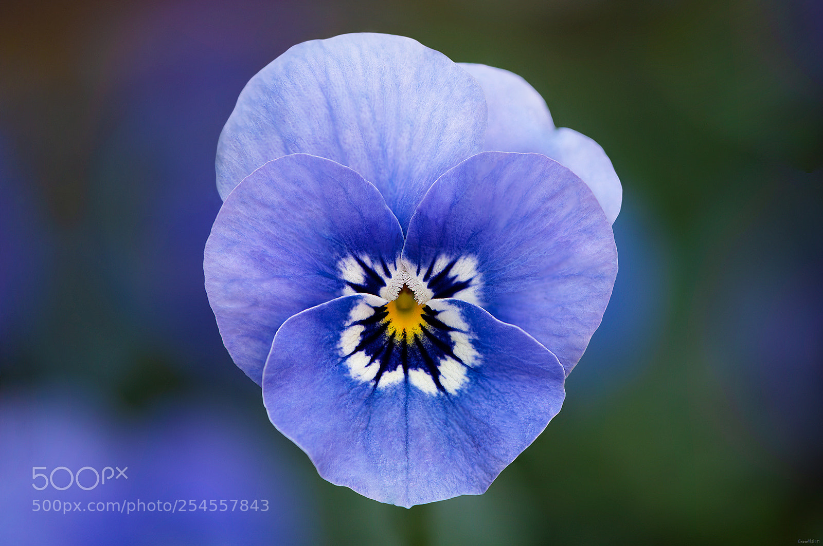 Nikon D850 sample photo. Viola sorbet delft blue photography
