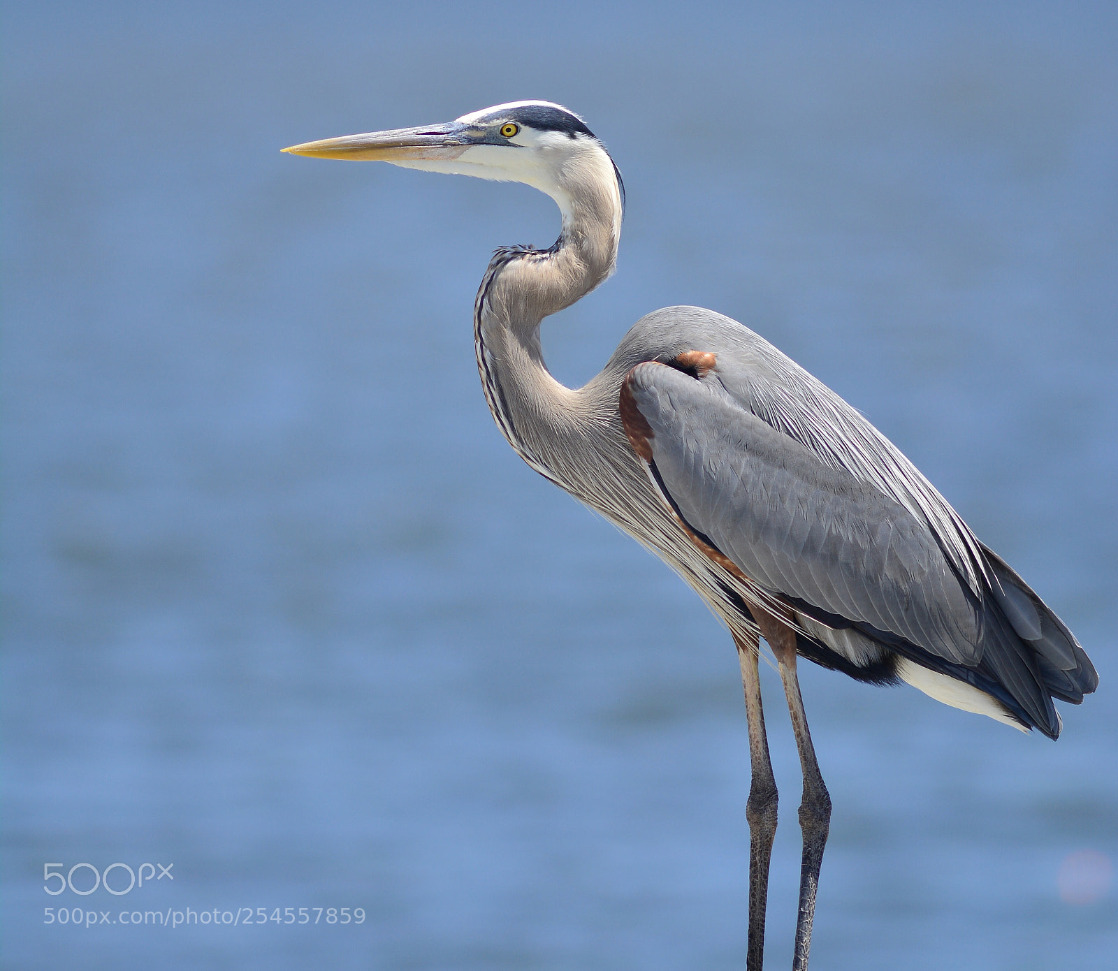 Nikon D7100 sample photo. Great blue heron photography