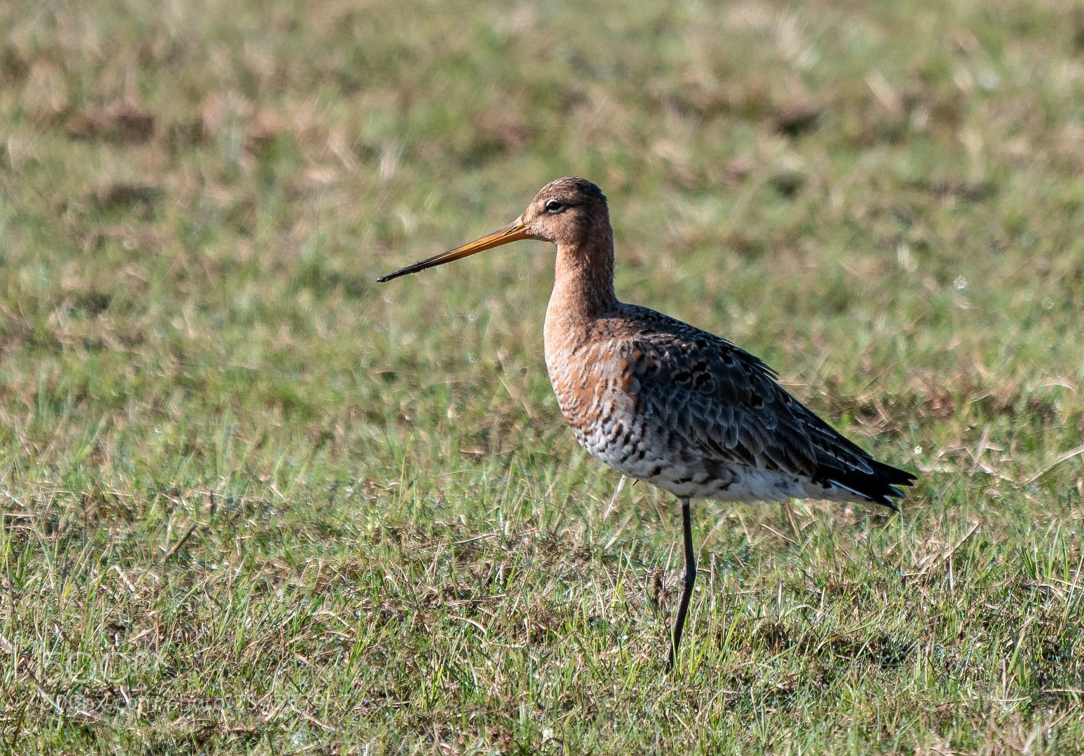 Panasonic Lumix DMC-GX85 (Lumix DMC-GX80 / Lumix DMC-GX7 Mark II) sample photo. Limosa limosa photography