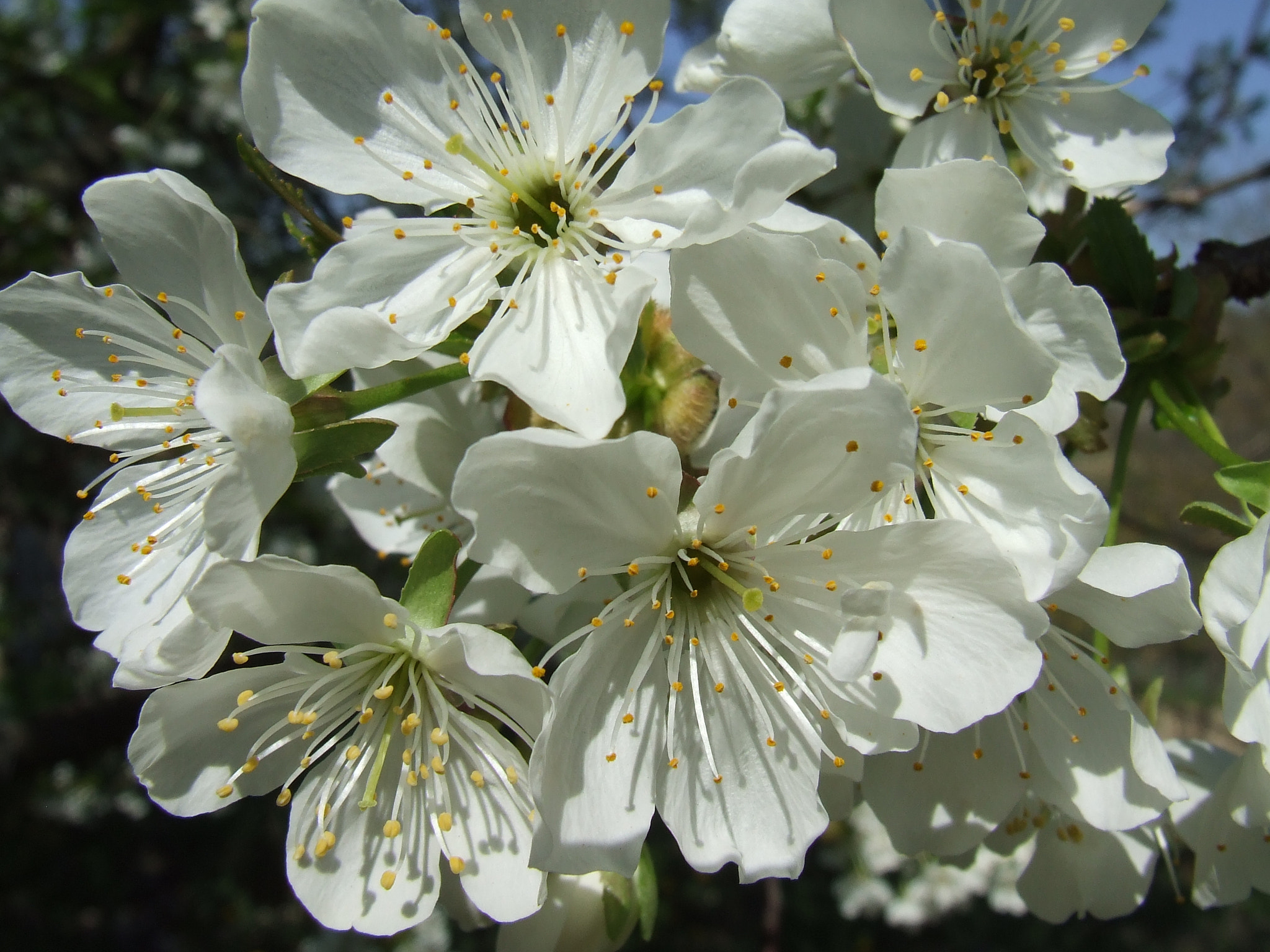 Fujifilm FinePix S5600 sample photo. Cherry flower photography