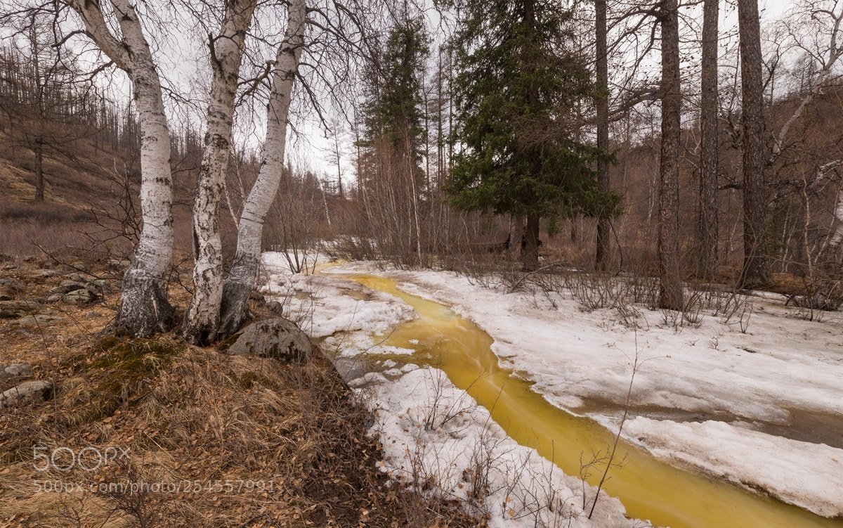 Nikon D800 sample photo. Forest spring melting photography