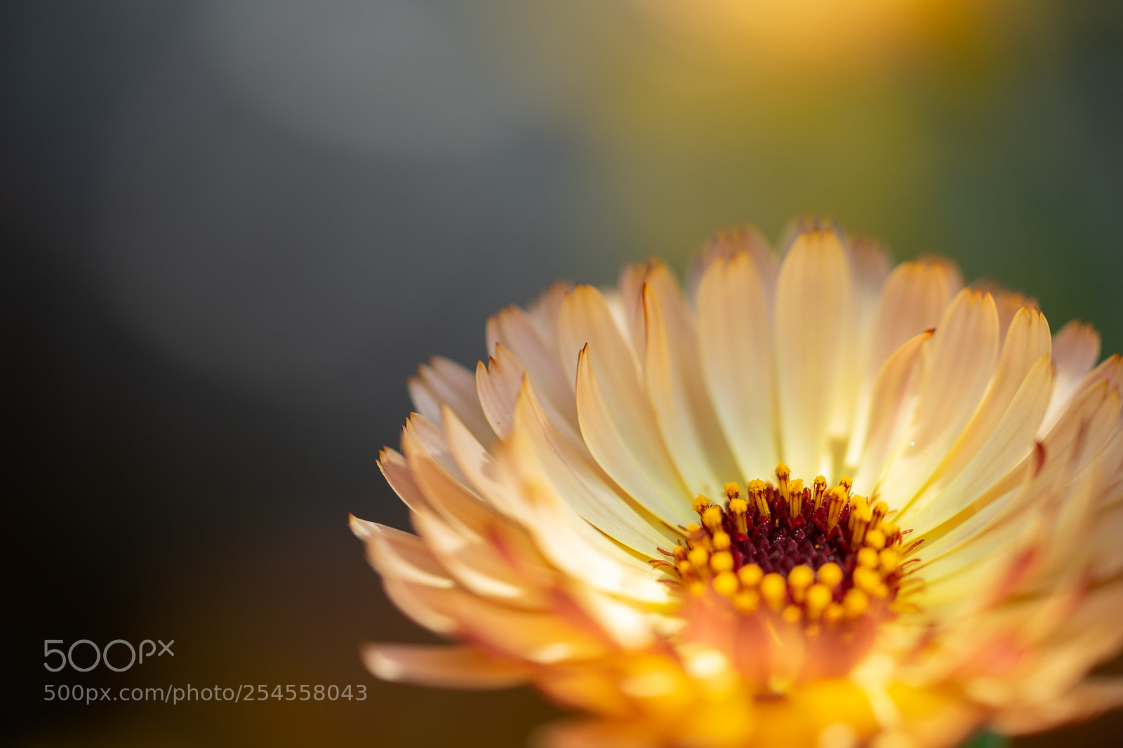 Sony a7 II sample photo. Fringe photography