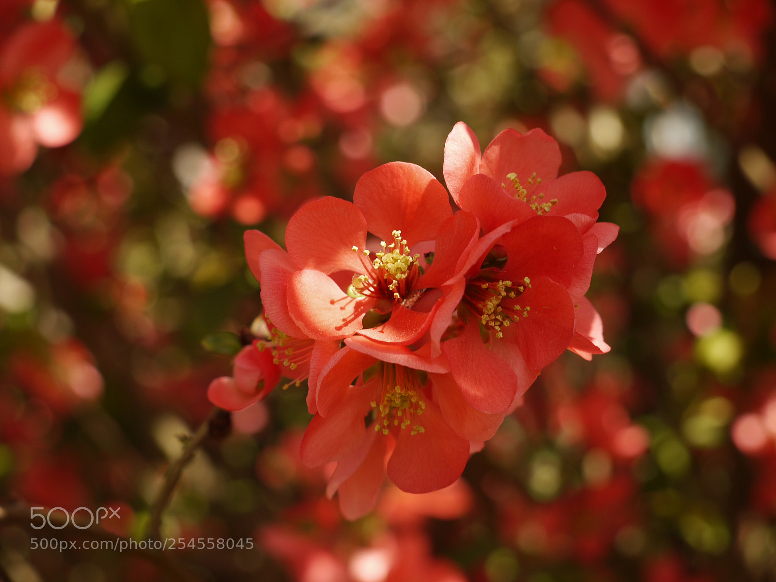 Panasonic Lumix DMC-G1 sample photo. Chaenomeles japonica in bloom photography