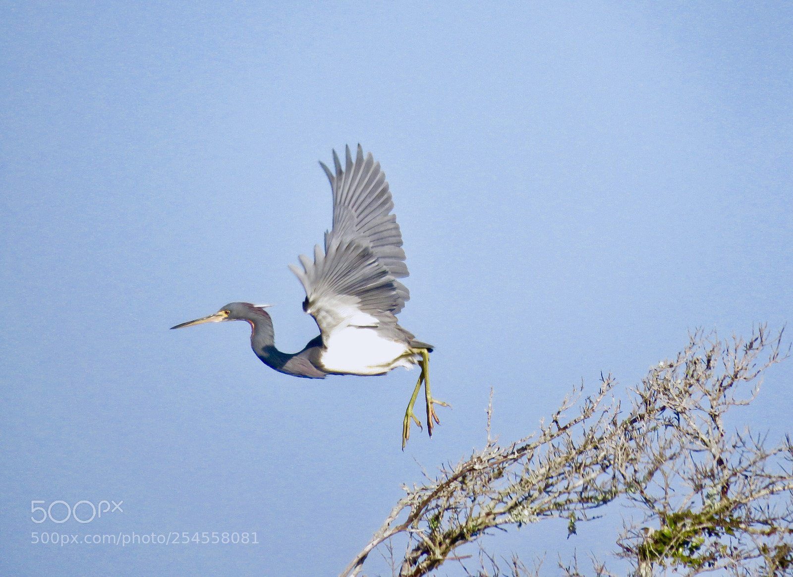 Canon PowerShot SX60 HS sample photo. Heron lift-off photography