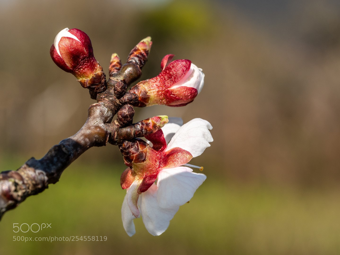 Panasonic Lumix DMC-GX7 sample photo. Apricot flower photography