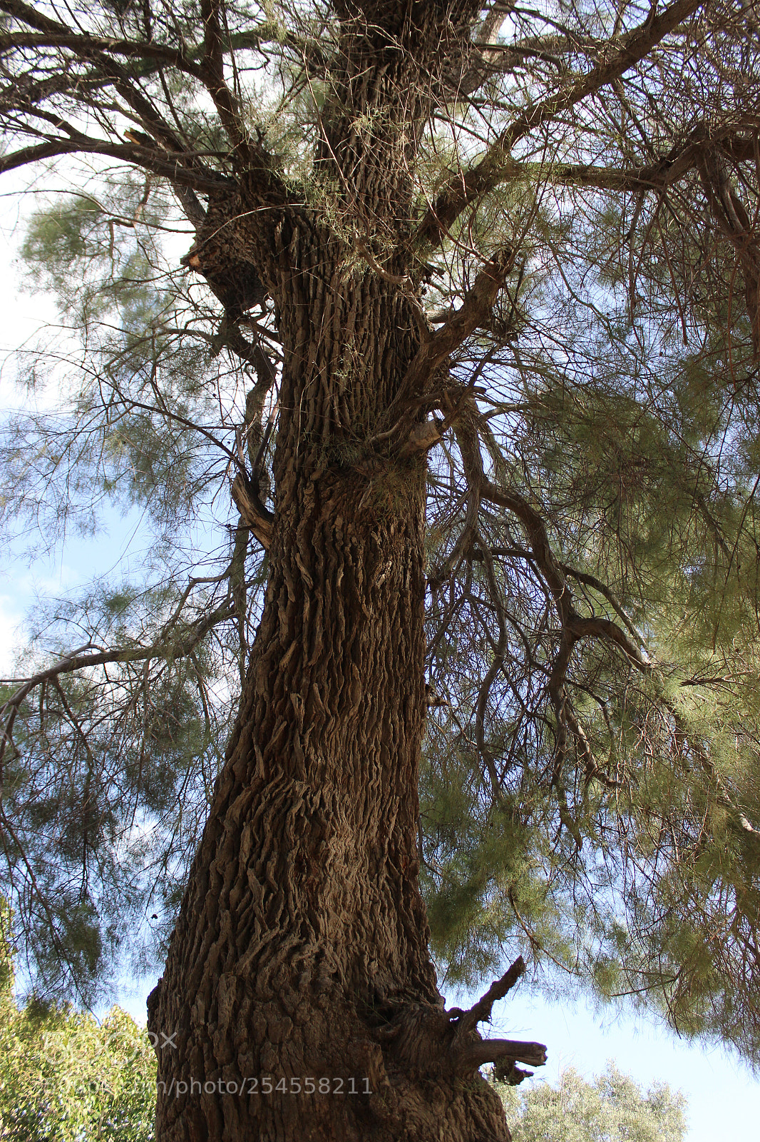 Canon EOS 600D (Rebel EOS T3i / EOS Kiss X5) sample photo. Tree photography