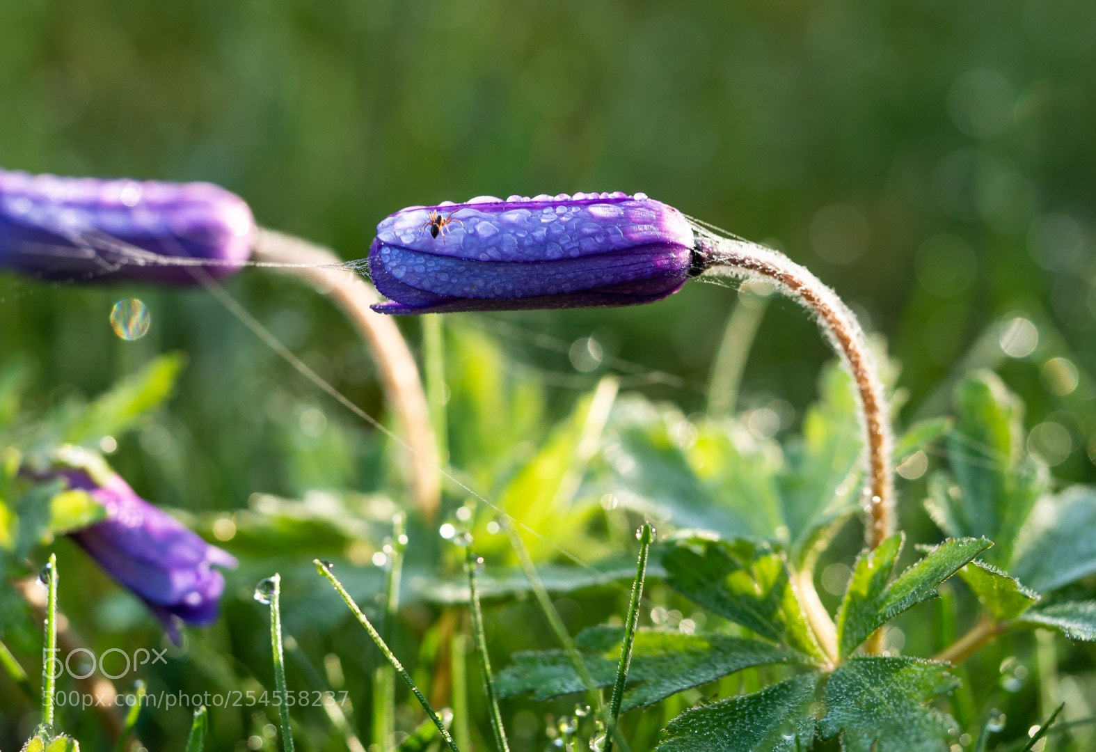 Panasonic Lumix DMC-GX7 sample photo. Anemome blanda and tiny photography