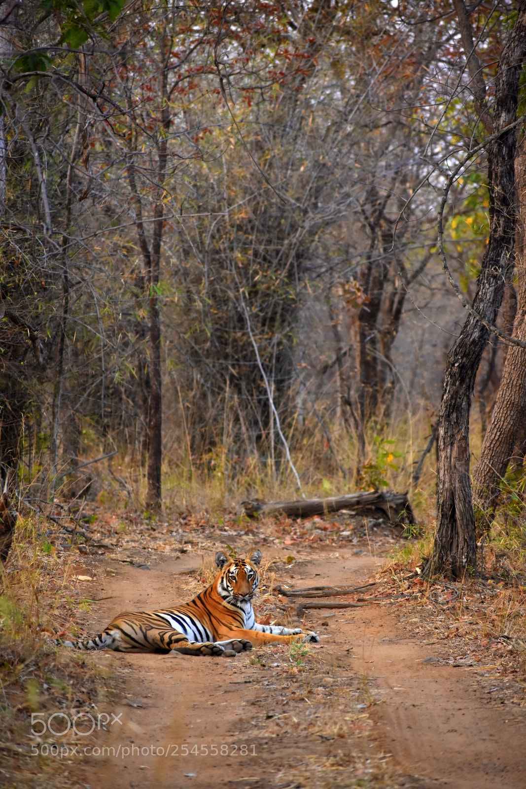 Nikon D7200 sample photo. Bengal tiger photography