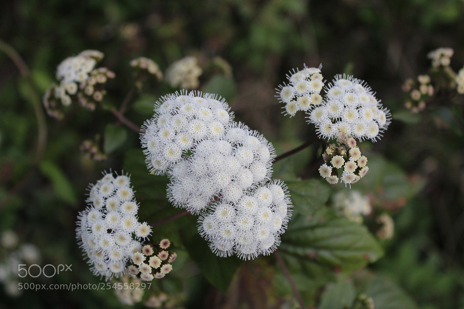 Canon EOS 600D (Rebel EOS T3i / EOS Kiss X5) sample photo. Pretty flowers photography