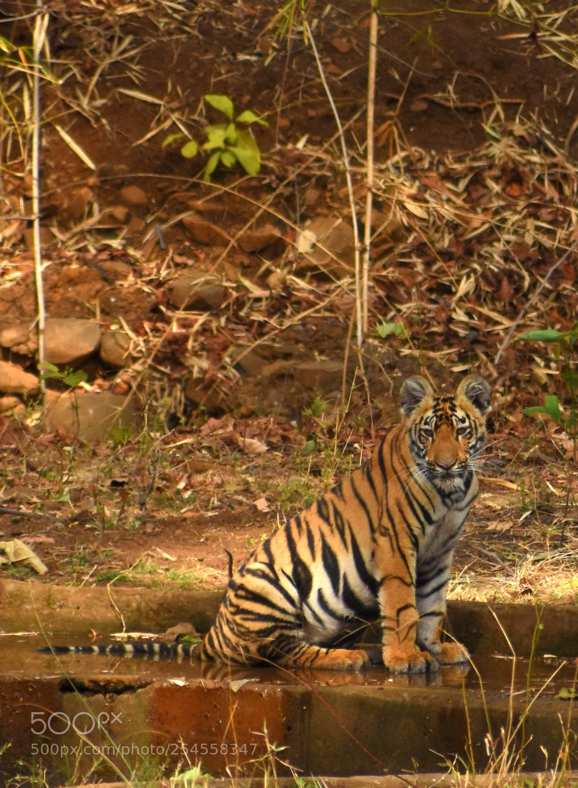 Nikon D7200 sample photo. Cub photography
