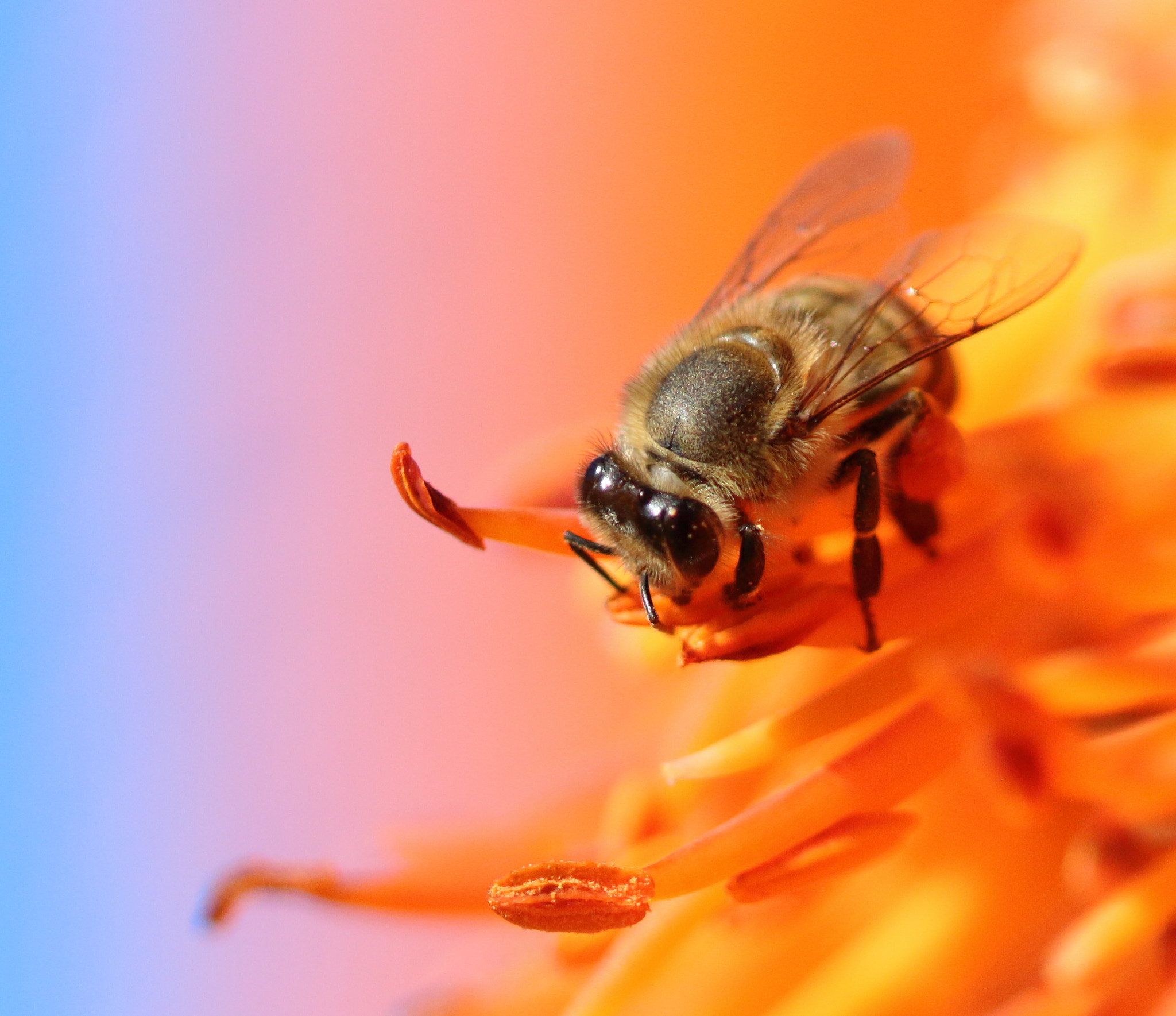 Canon EF 100mm F2.8 Macro USM sample photo. Let it bee. photography