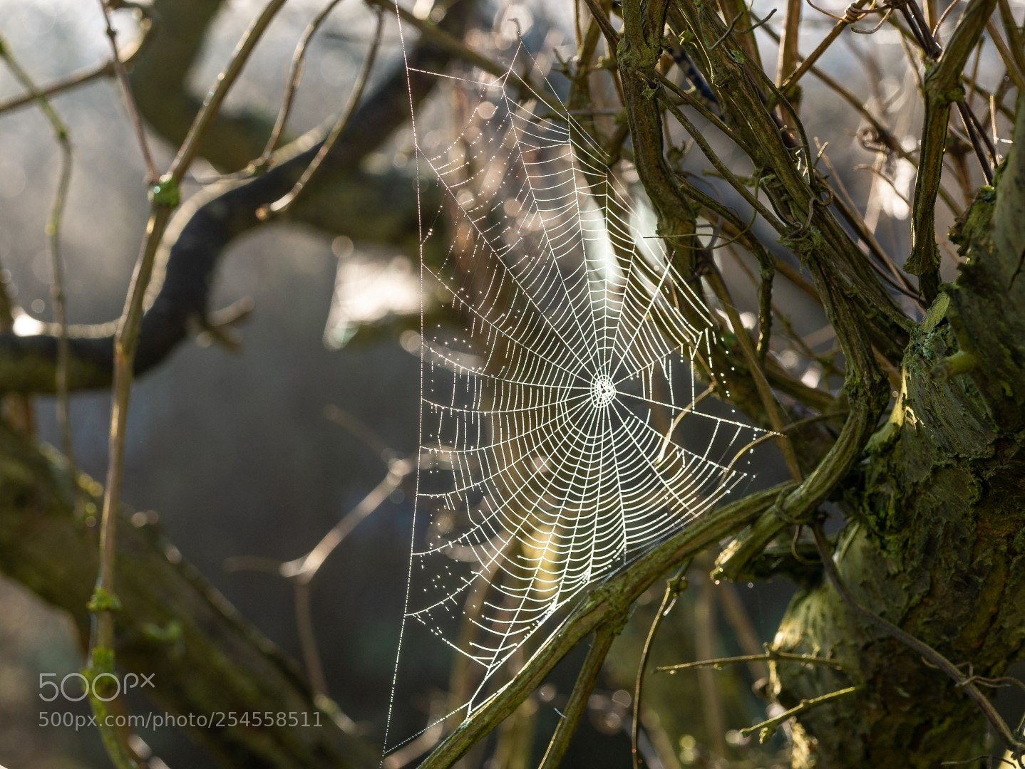 Panasonic Lumix DMC-GX7 sample photo. Morning web photography
