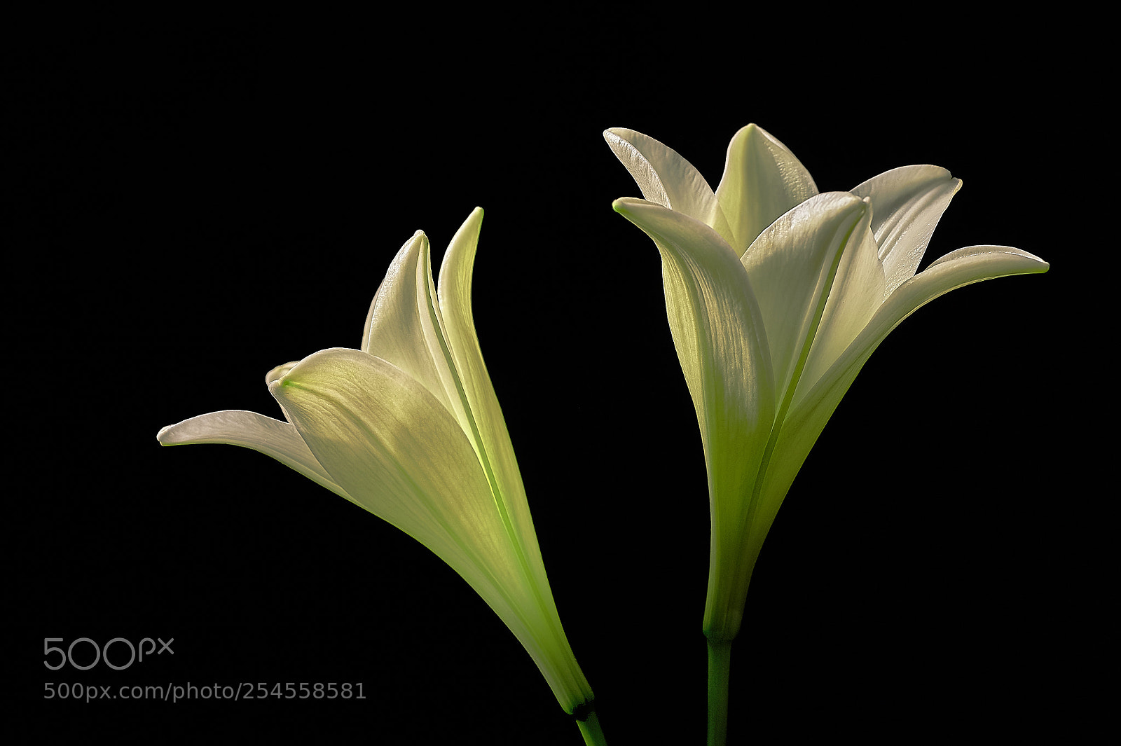 Nikon D700 sample photo. La lumi re et photography