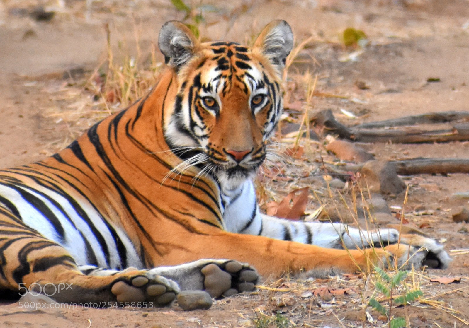 Nikon D7200 sample photo. Bengal tiger photography