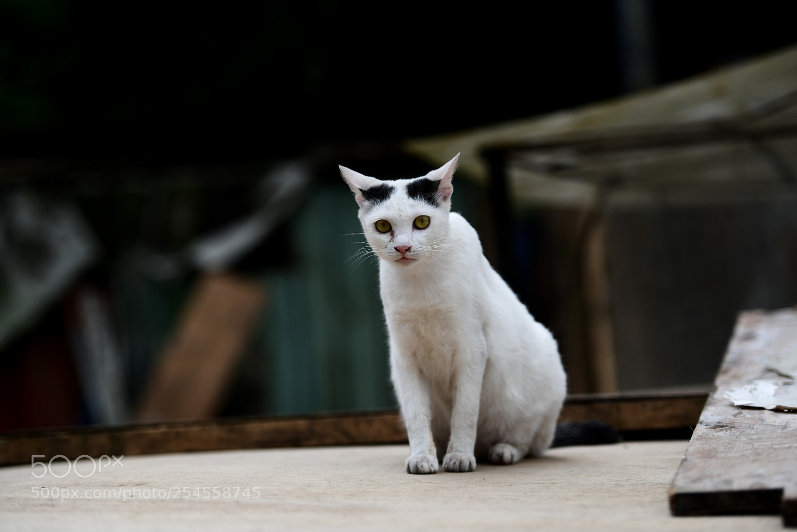 Nikon D850 sample photo. 貓 photography