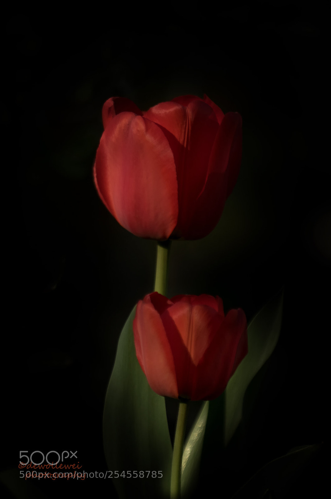 Canon EOS 7D Mark II sample photo. Red tulips photography