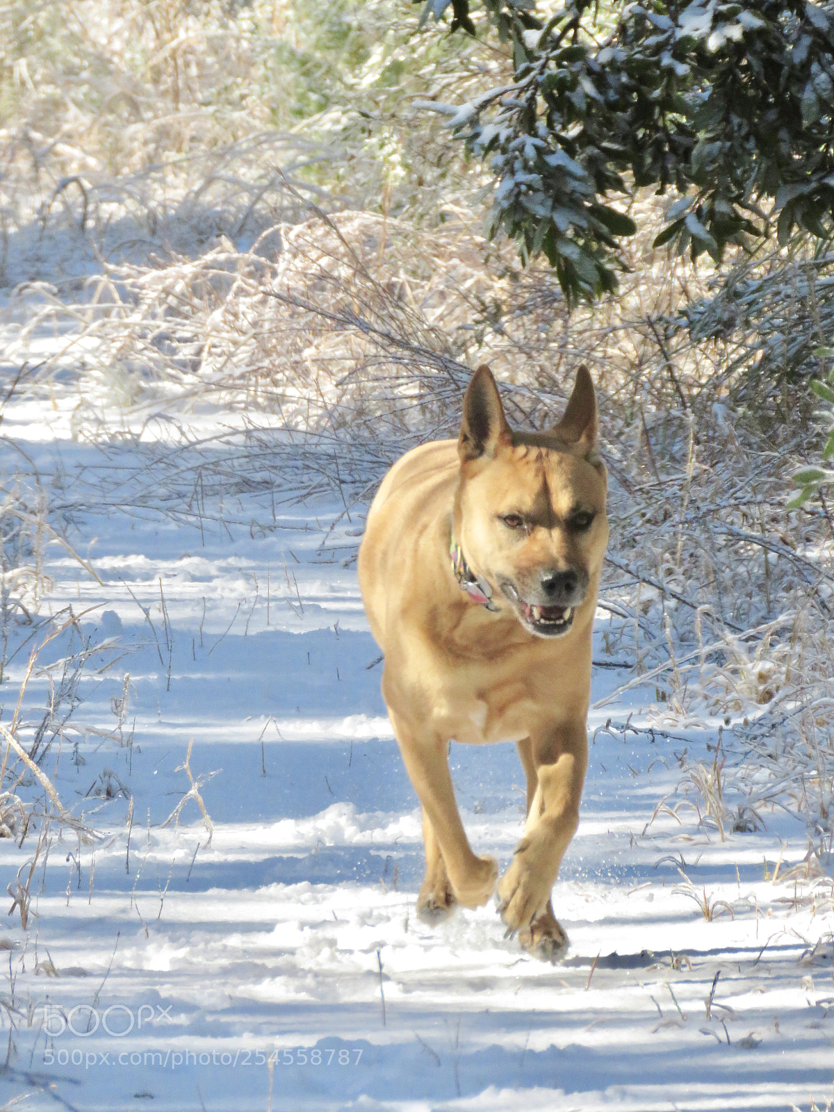 Canon PowerShot SX60 HS sample photo. Sadie loves the snow photography