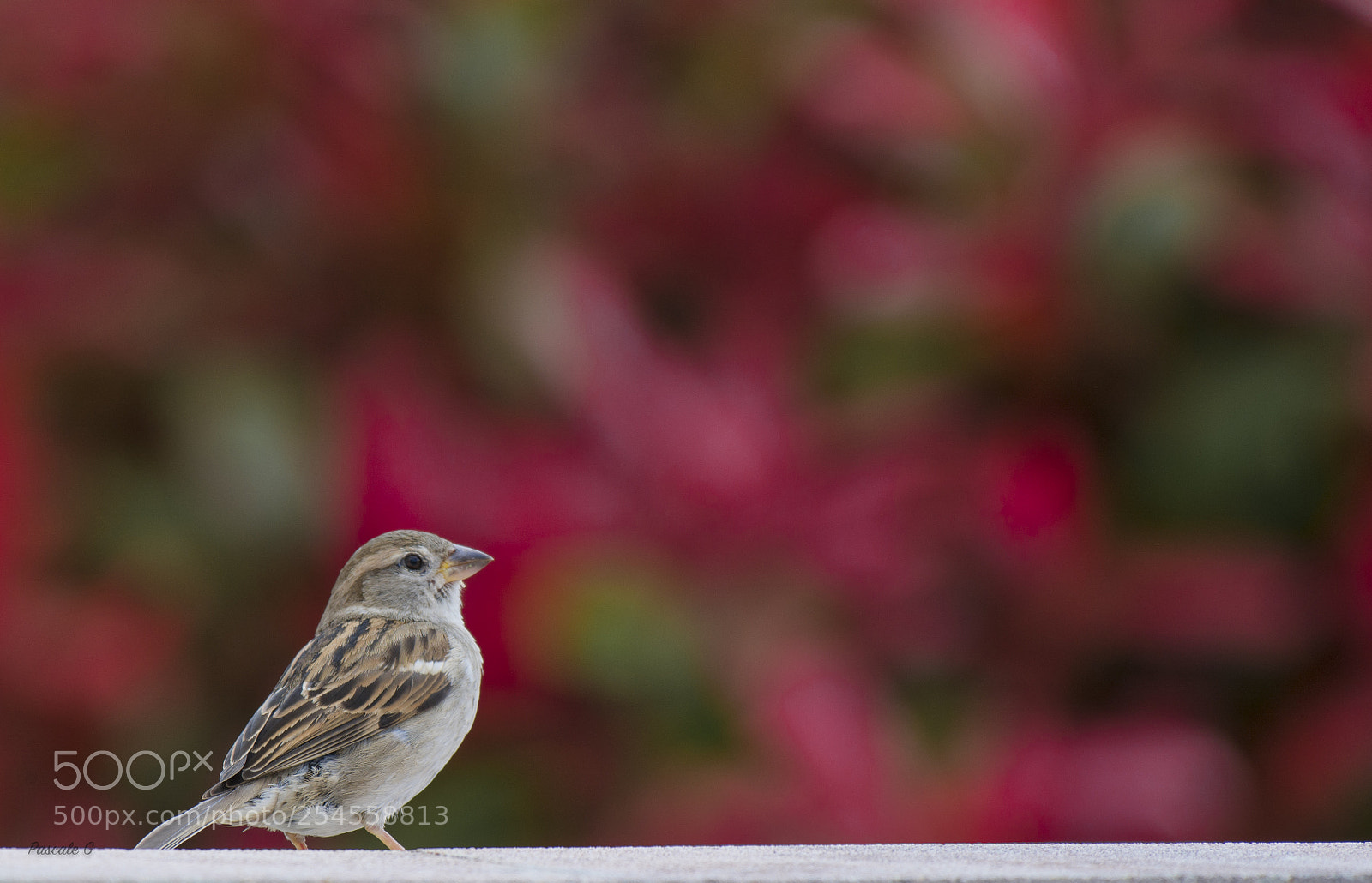 Nikon D7100 sample photo. First test of my photography