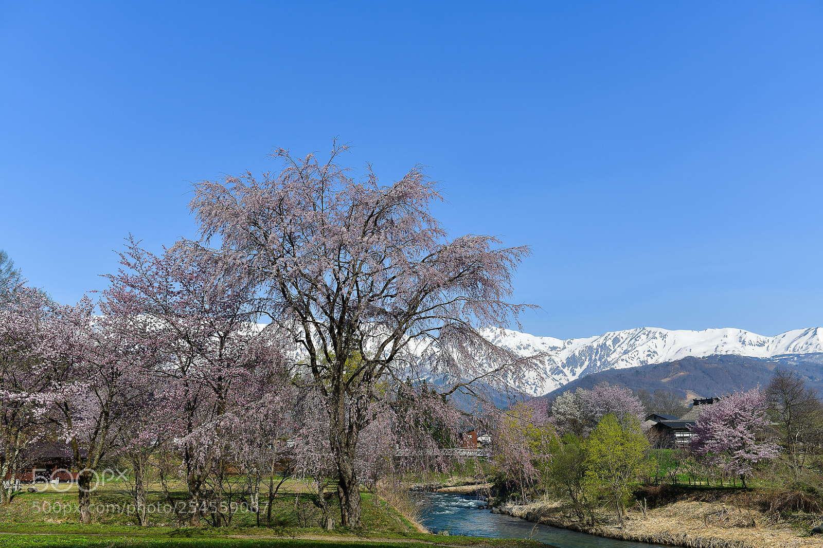 Nikon D850 sample photo. Sakura and japan alps photography
