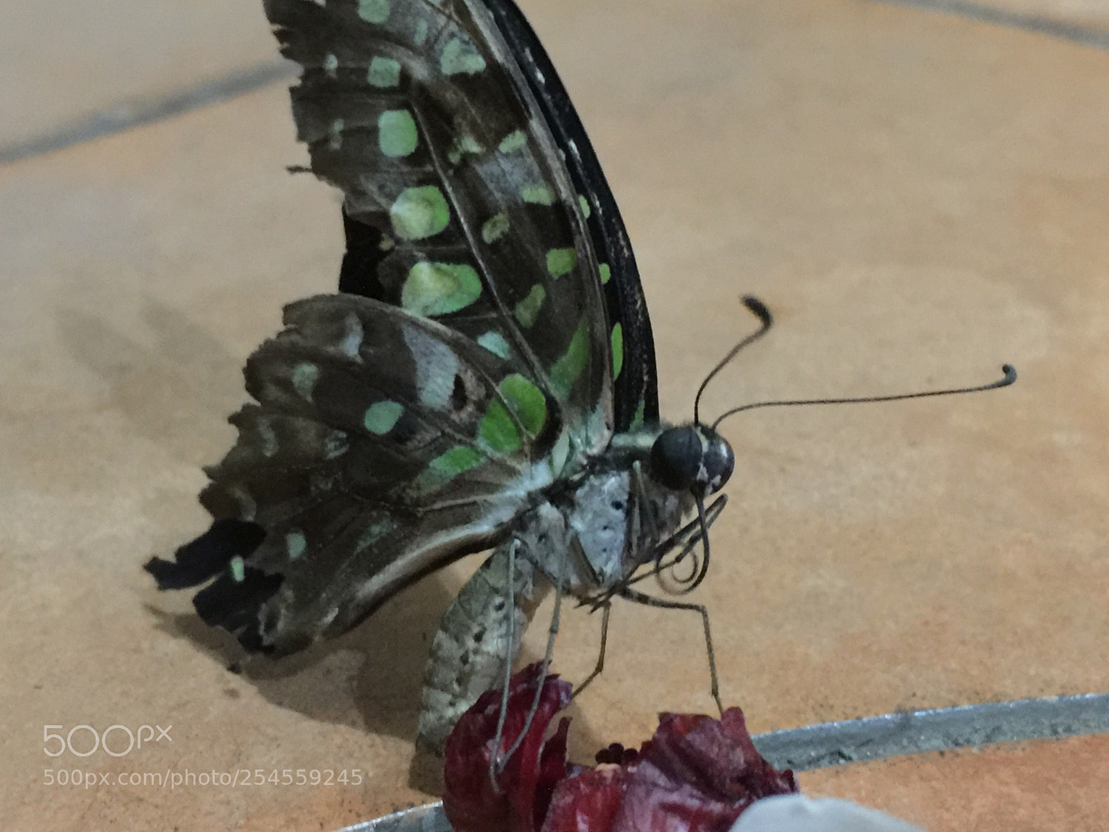 Apple iPhone 6 Plus sample photo. The luckiest moment  photography