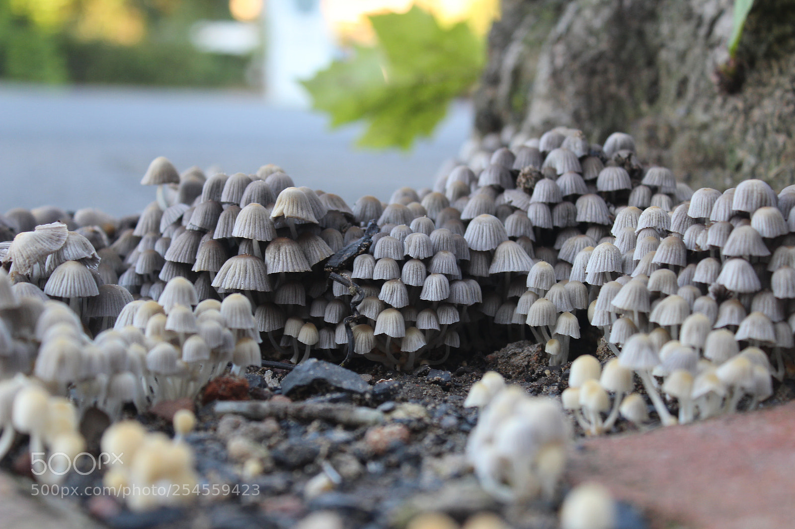 Canon EOS 600D (Rebel EOS T3i / EOS Kiss X5) sample photo. Little mushrooms photography