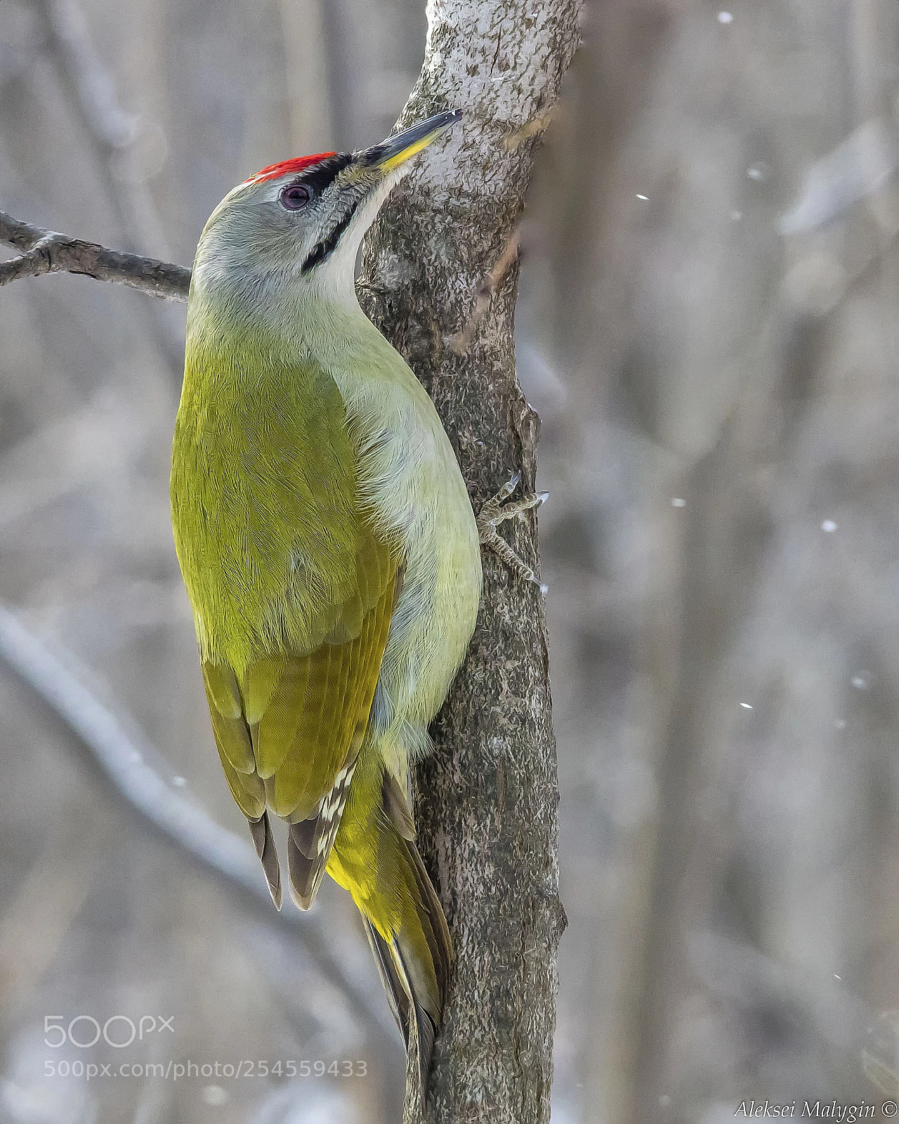 Canon EOS 7D Mark II sample photo. Grey-headed woodpecker (picus canus) photography