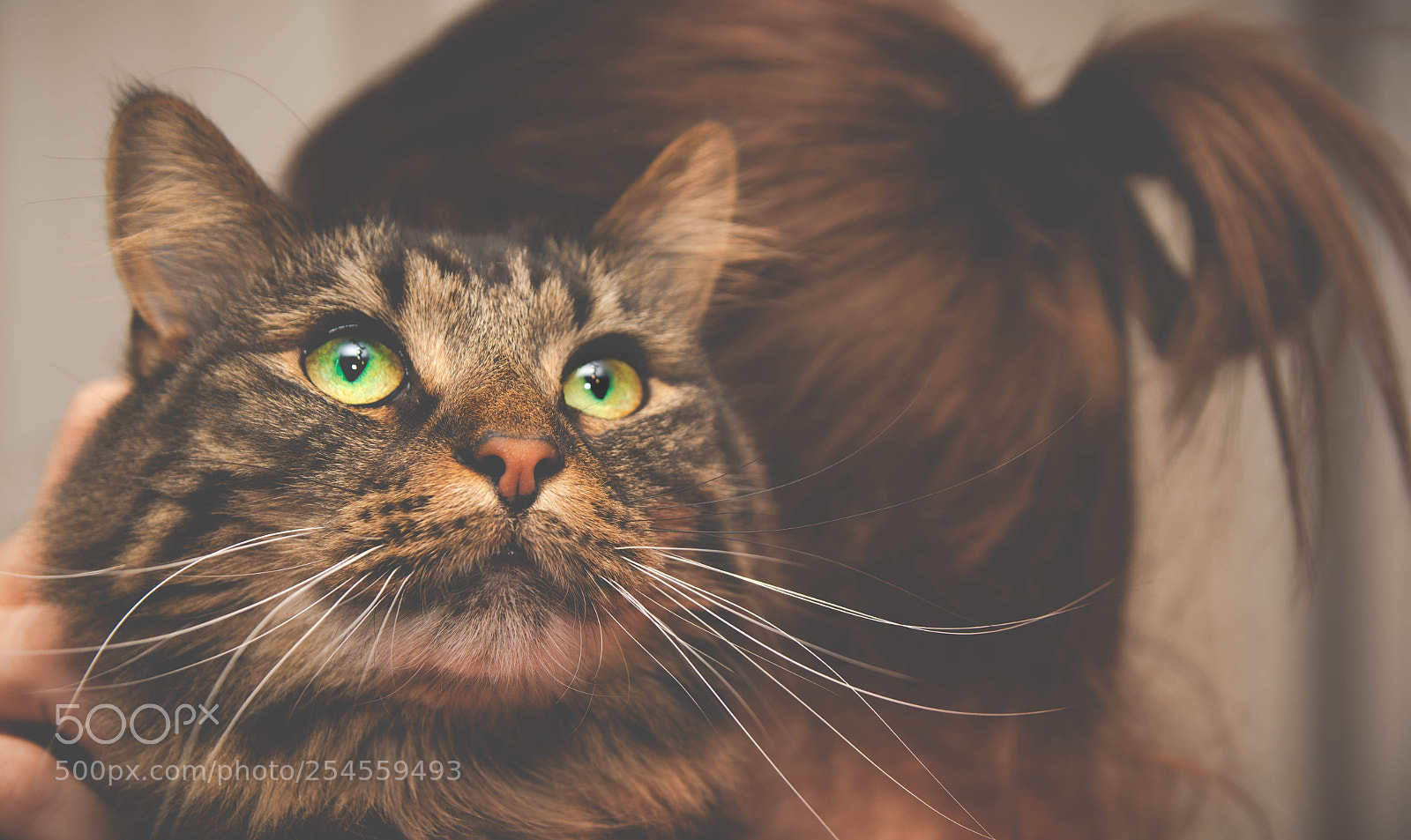Nikon D7200 sample photo. Cats eyes photography