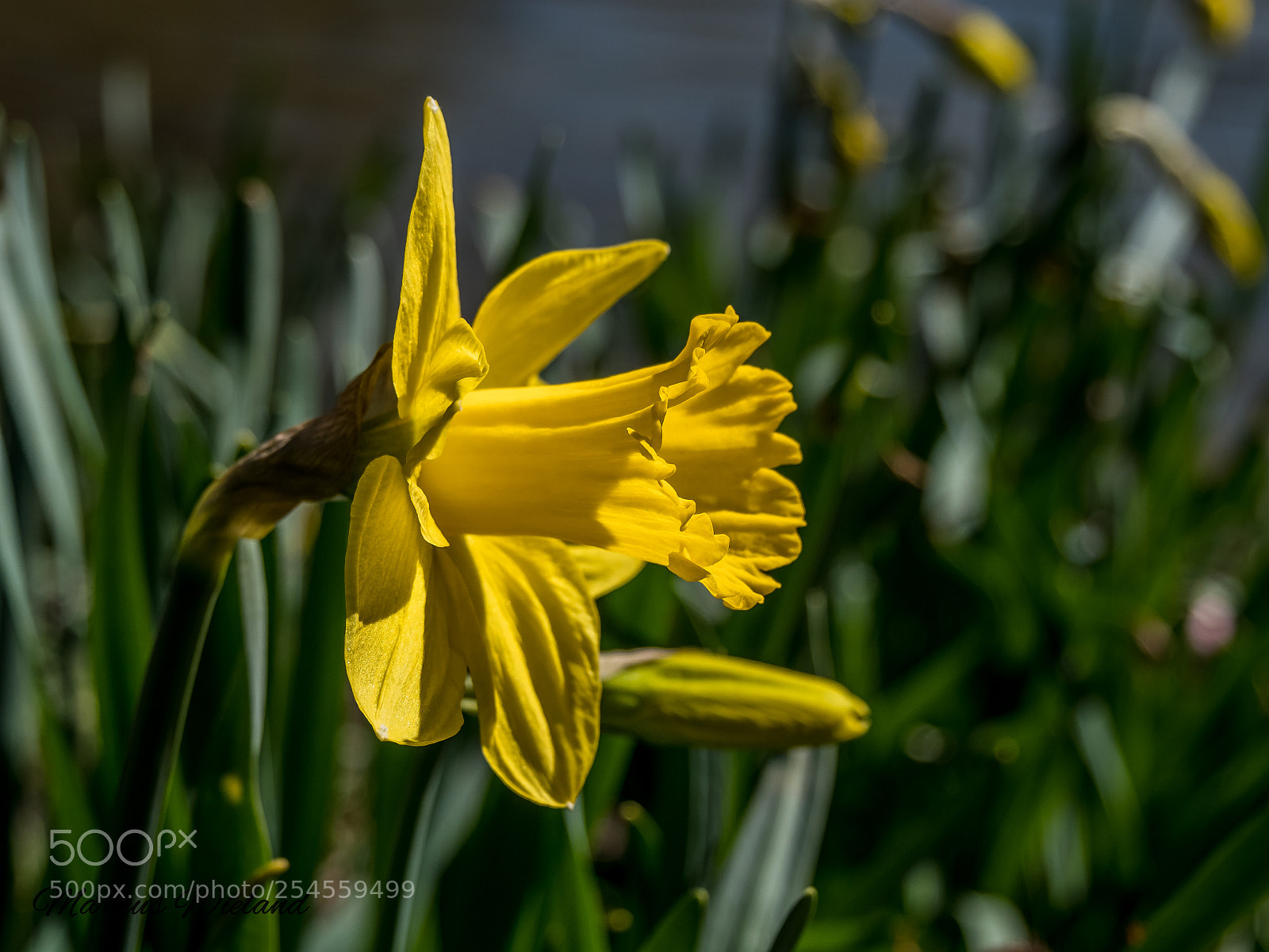 Panasonic Lumix DC-G9 sample photo. Flower photography