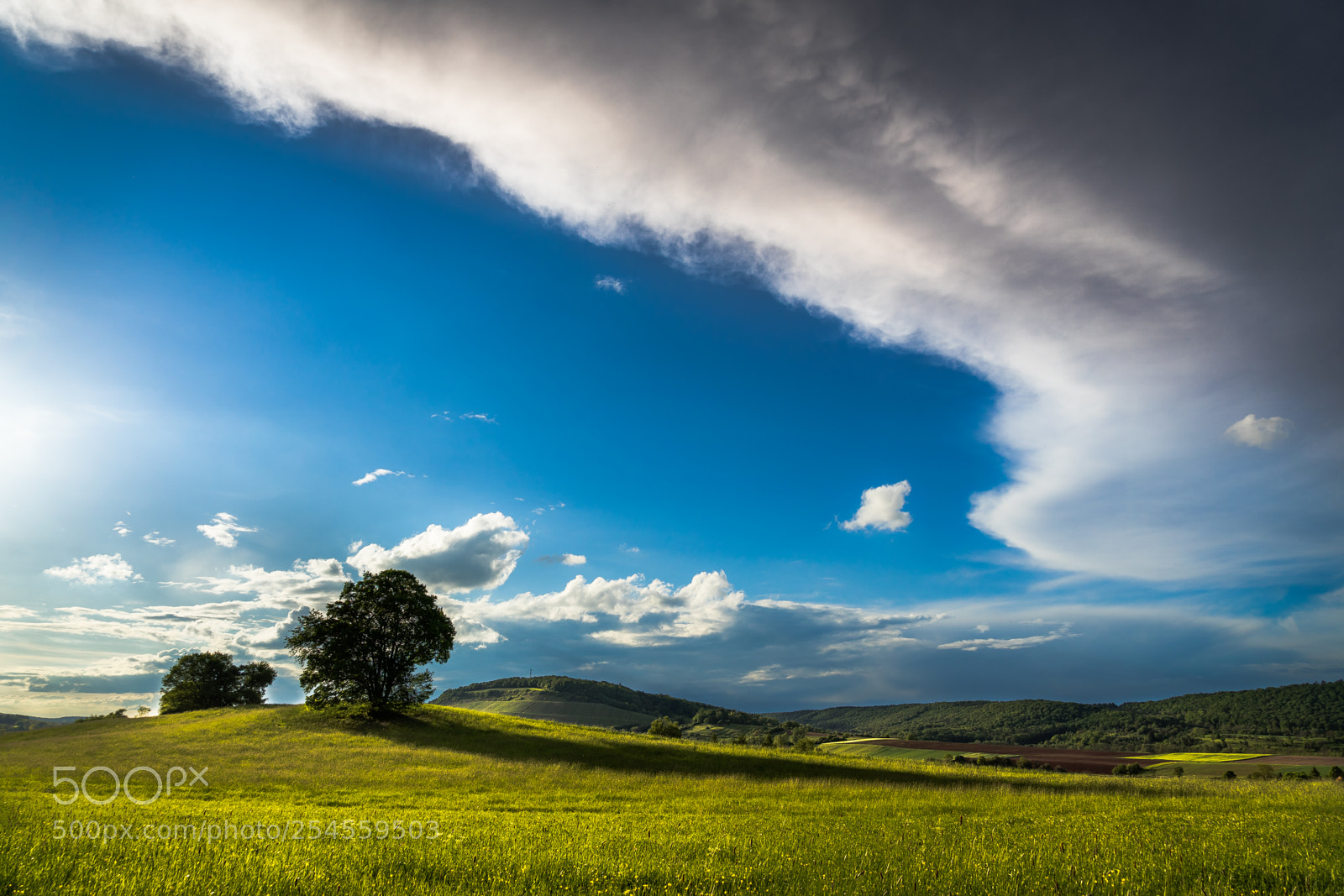 Sony a7 II sample photo. The tree on the photography