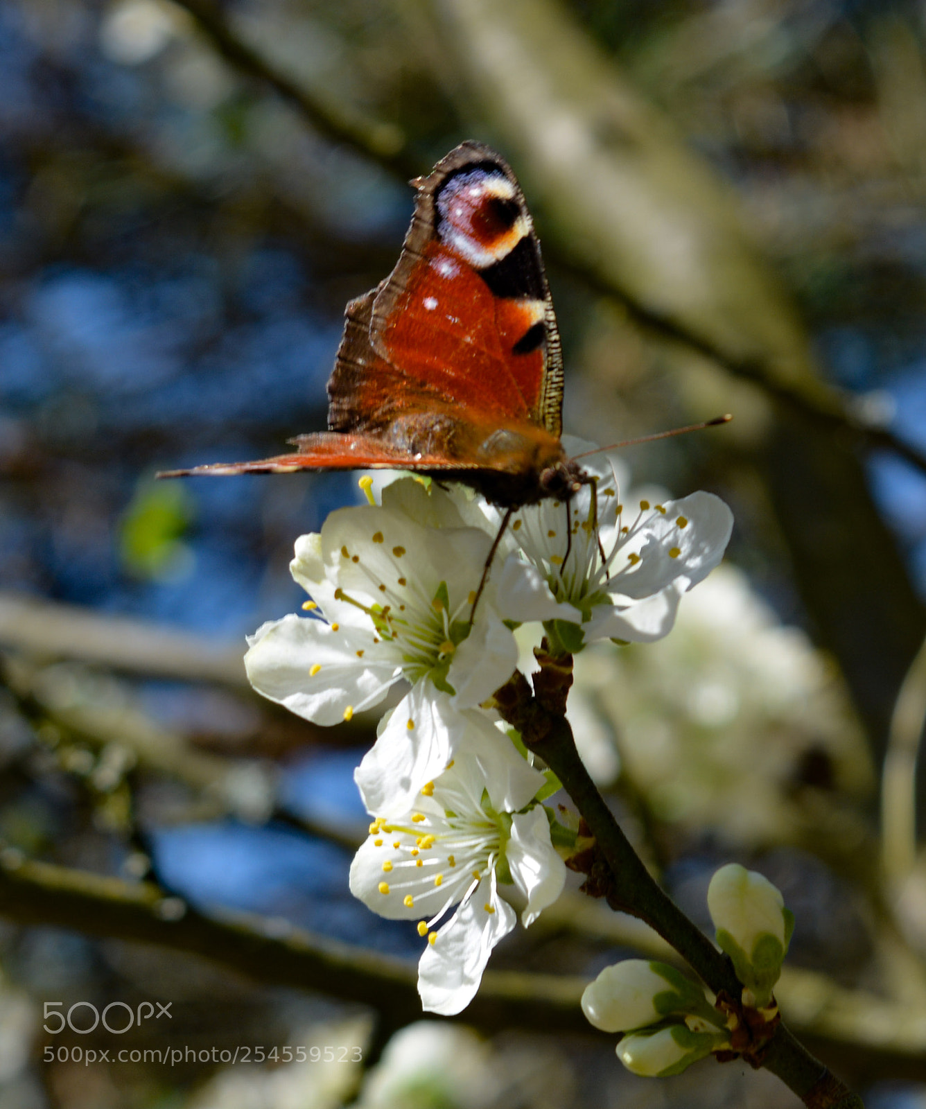 Nikon D5200 sample photo. Untitled photography