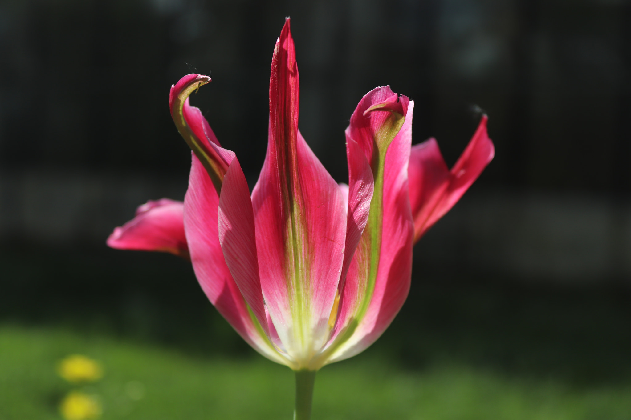 Canon EOS 77D (EOS 9000D / EOS 770D) sample photo. Img photography