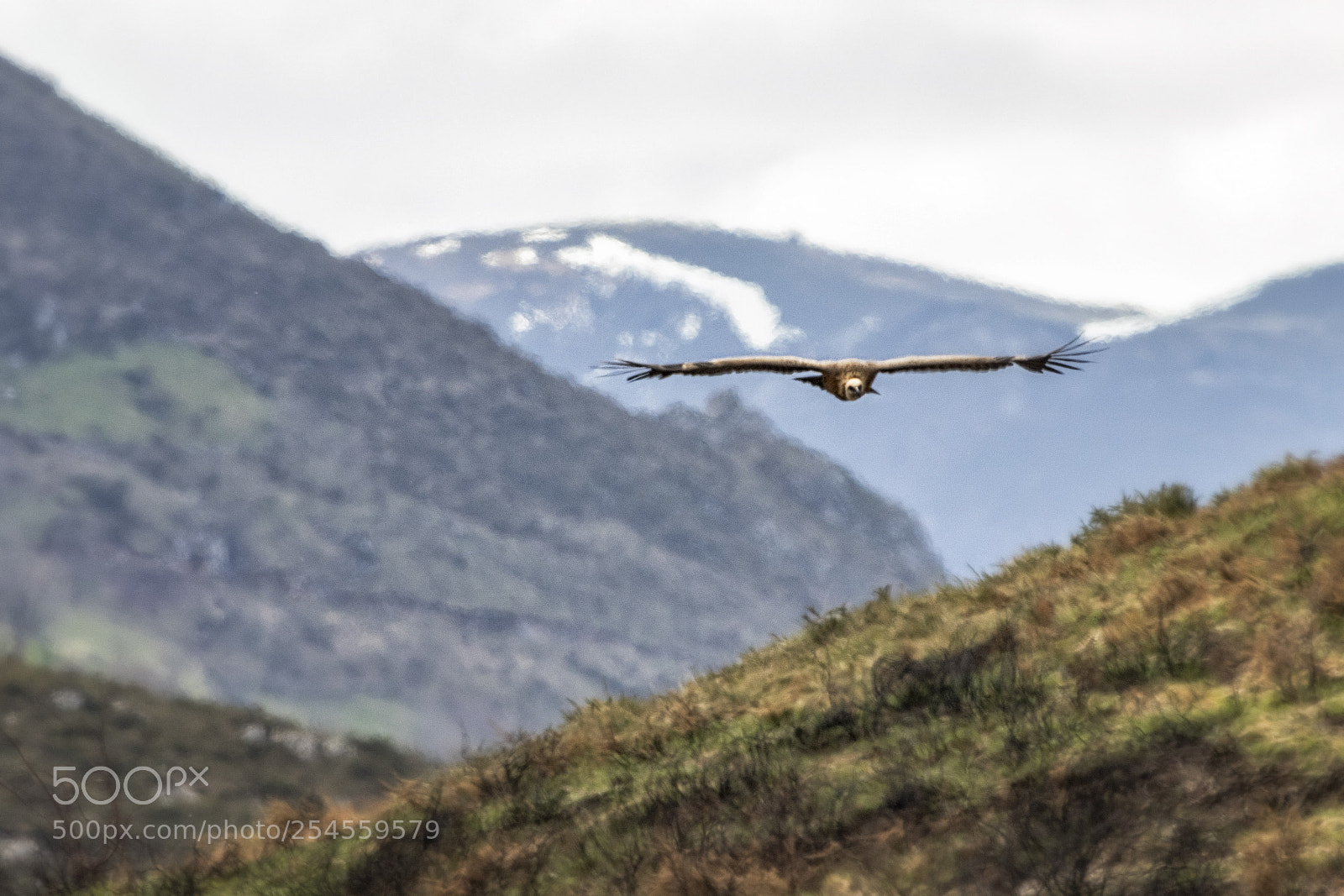 Canon EOS 80D sample photo. Planeando - soaring photography