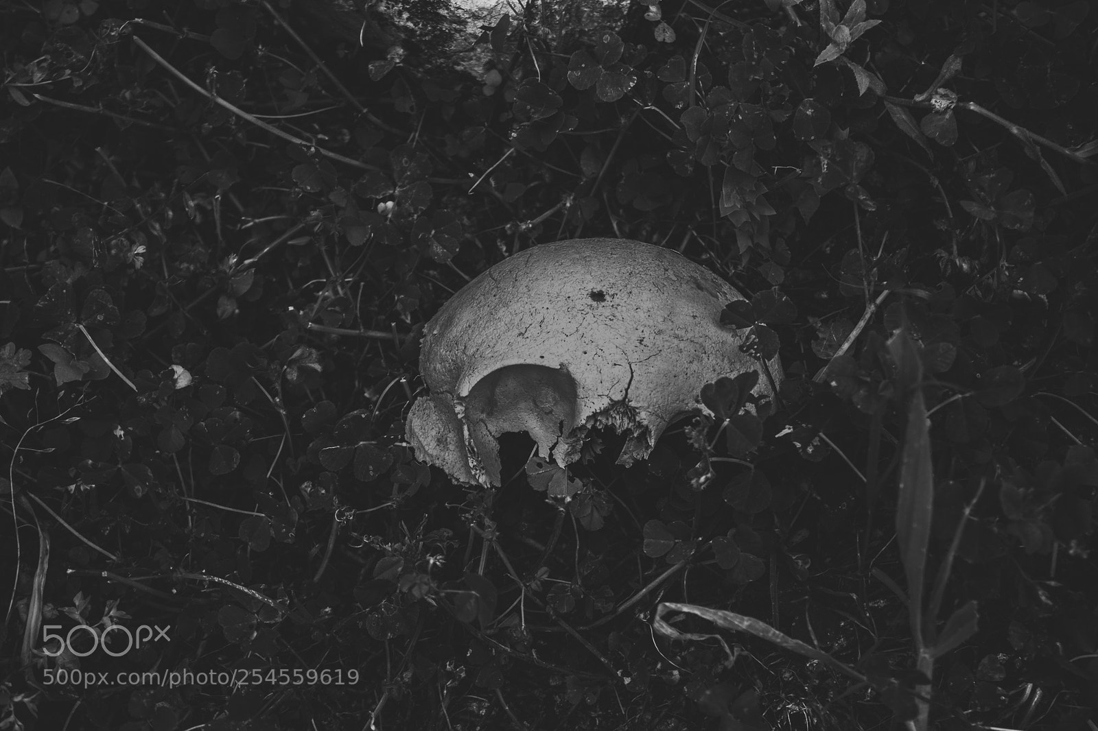 Nikon D5500 sample photo. Skull photography